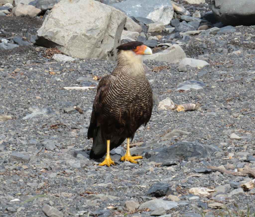 Crested Caracara