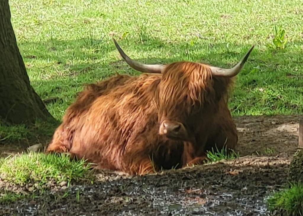 Highland Cow in Pollok County Park