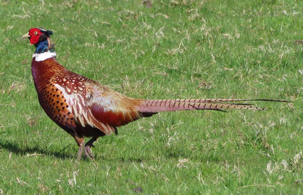 Ring-Necked Pheasant