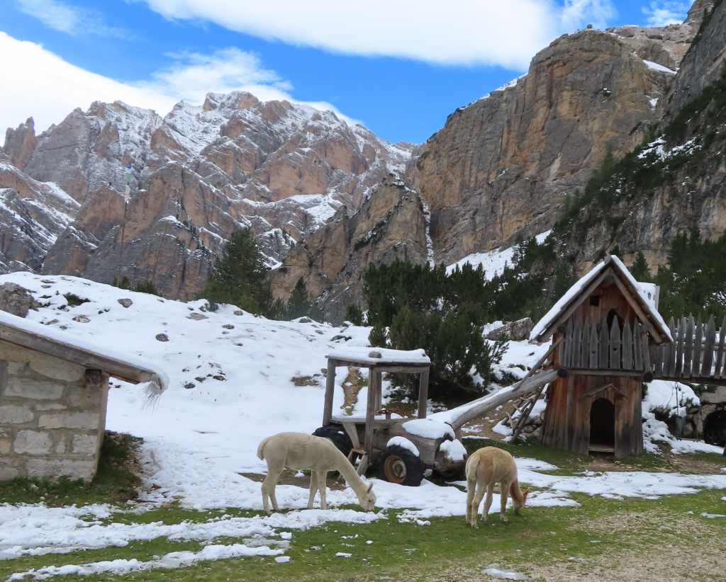 Alpacas at Rifugio Scotoni