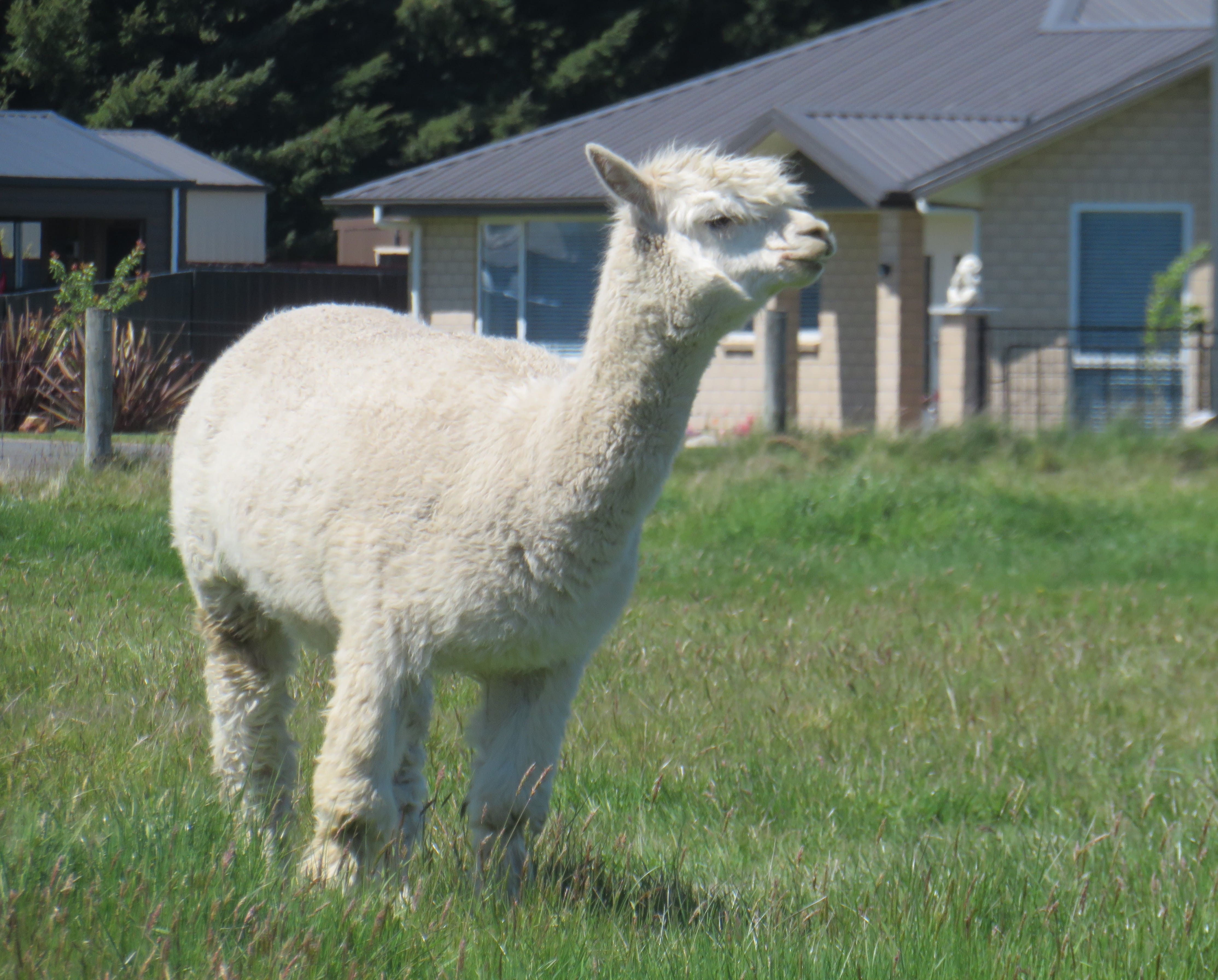A cute white alpaca