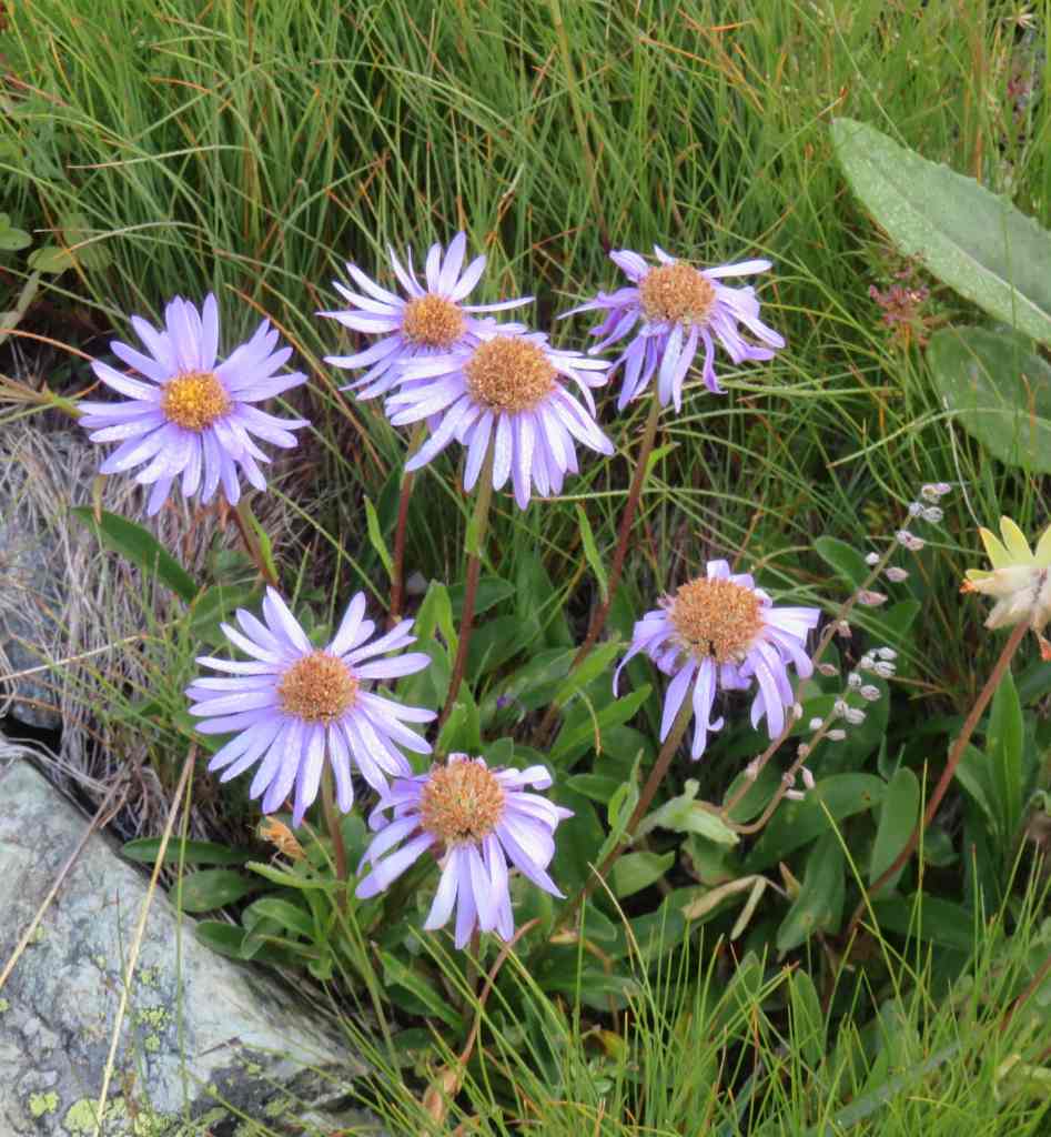 There were also Aster des Alpes.