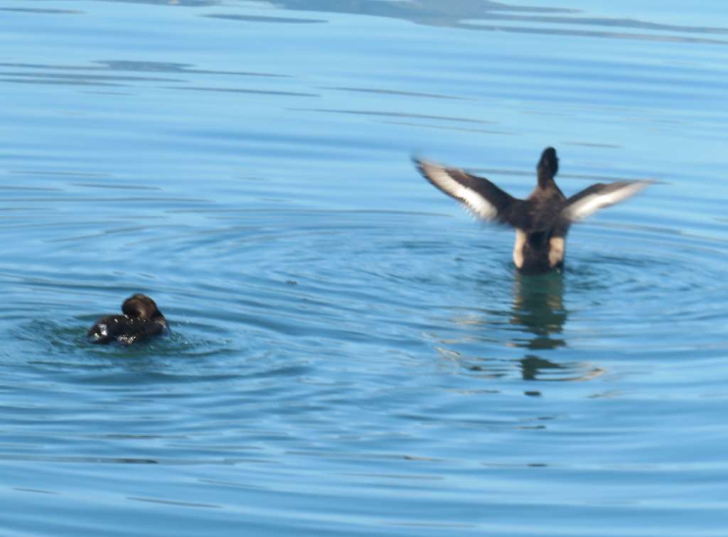 Water birds frolicking on the lake.
