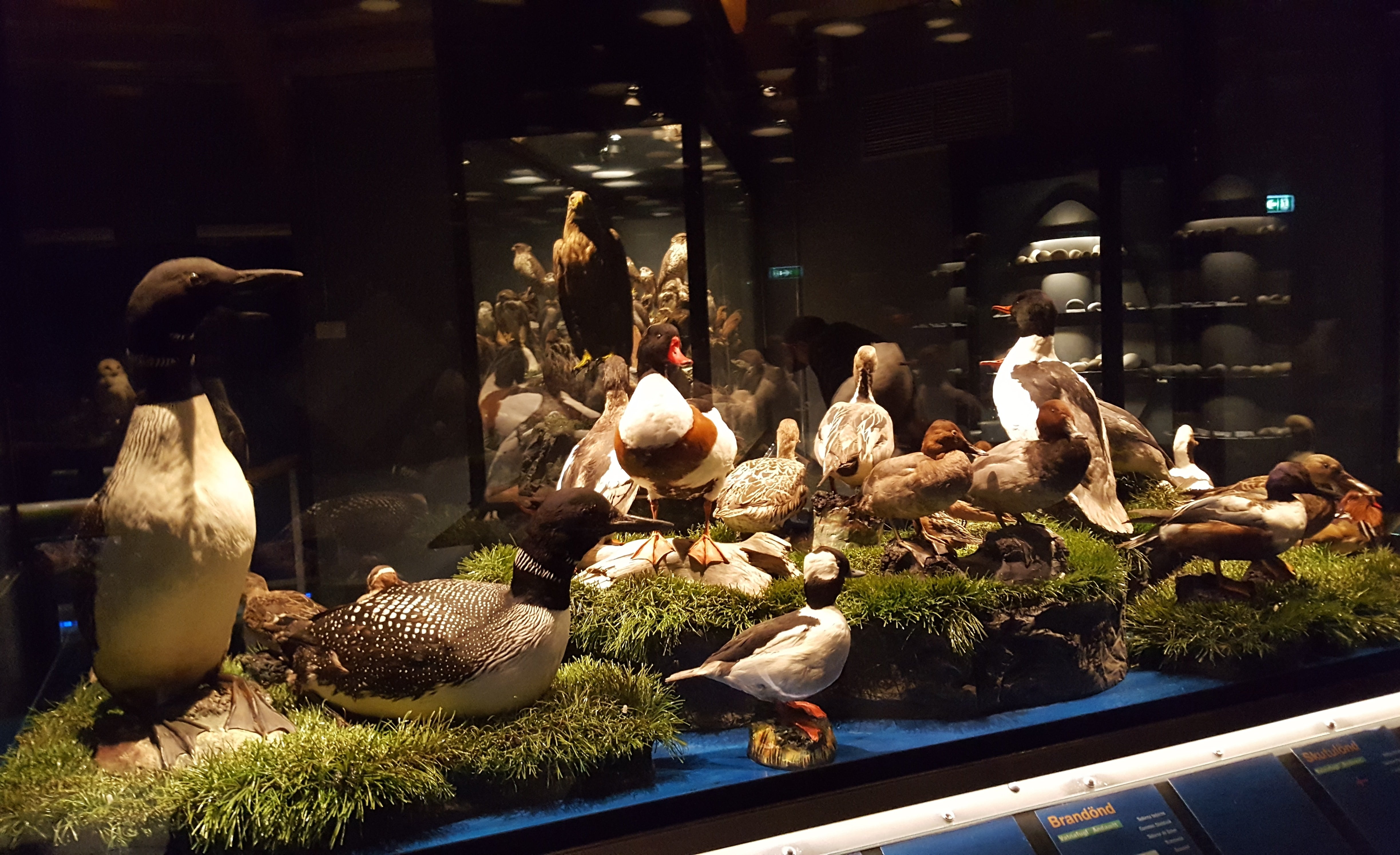 Inside the Bird Museum