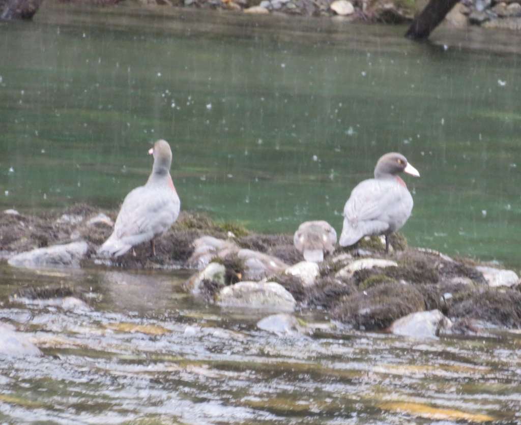 Blue ducks at a sandbar