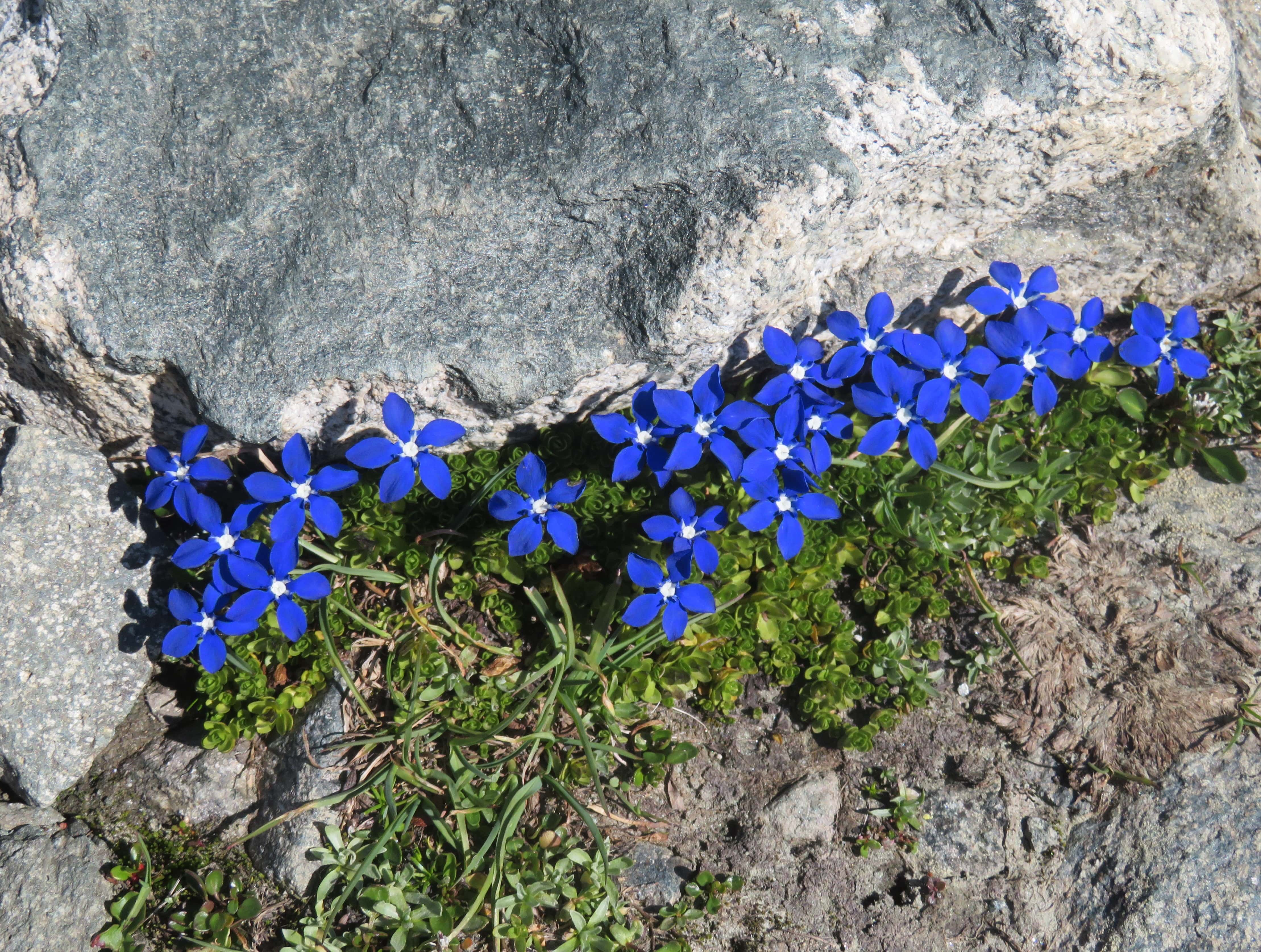 Beautiful Blue Gentian