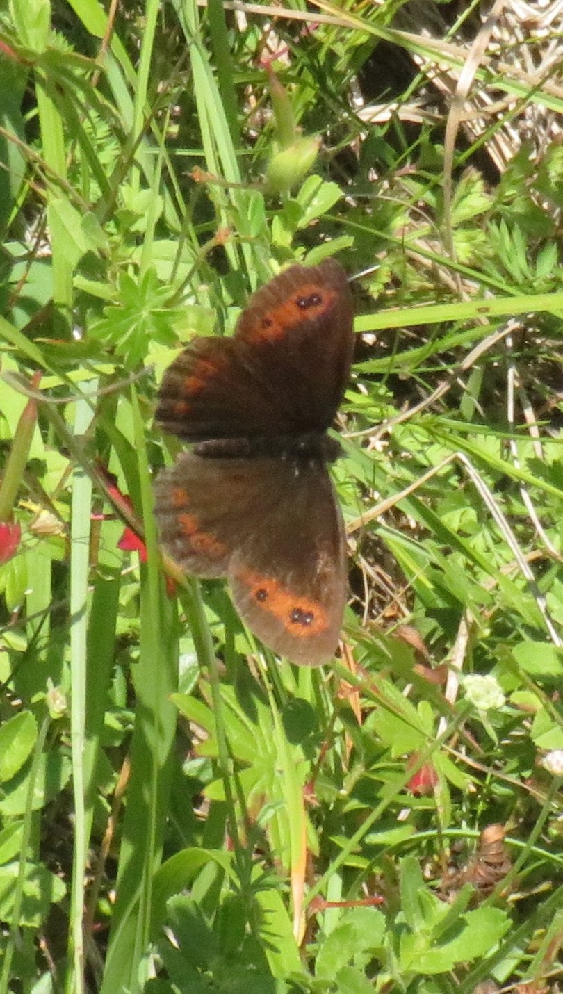 Alps butterfly: Erebia