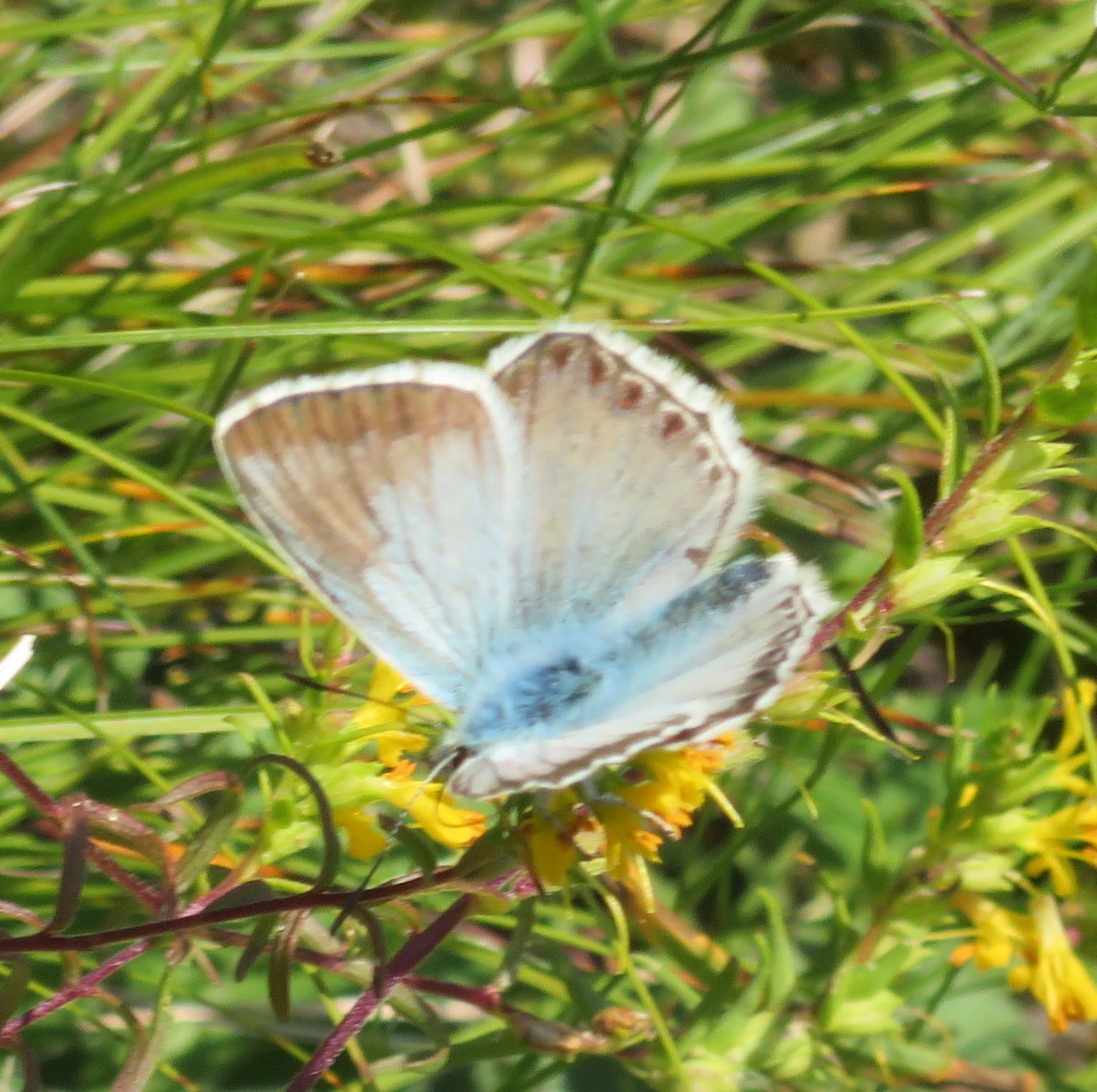 Alps butterfly: Arctic Blue