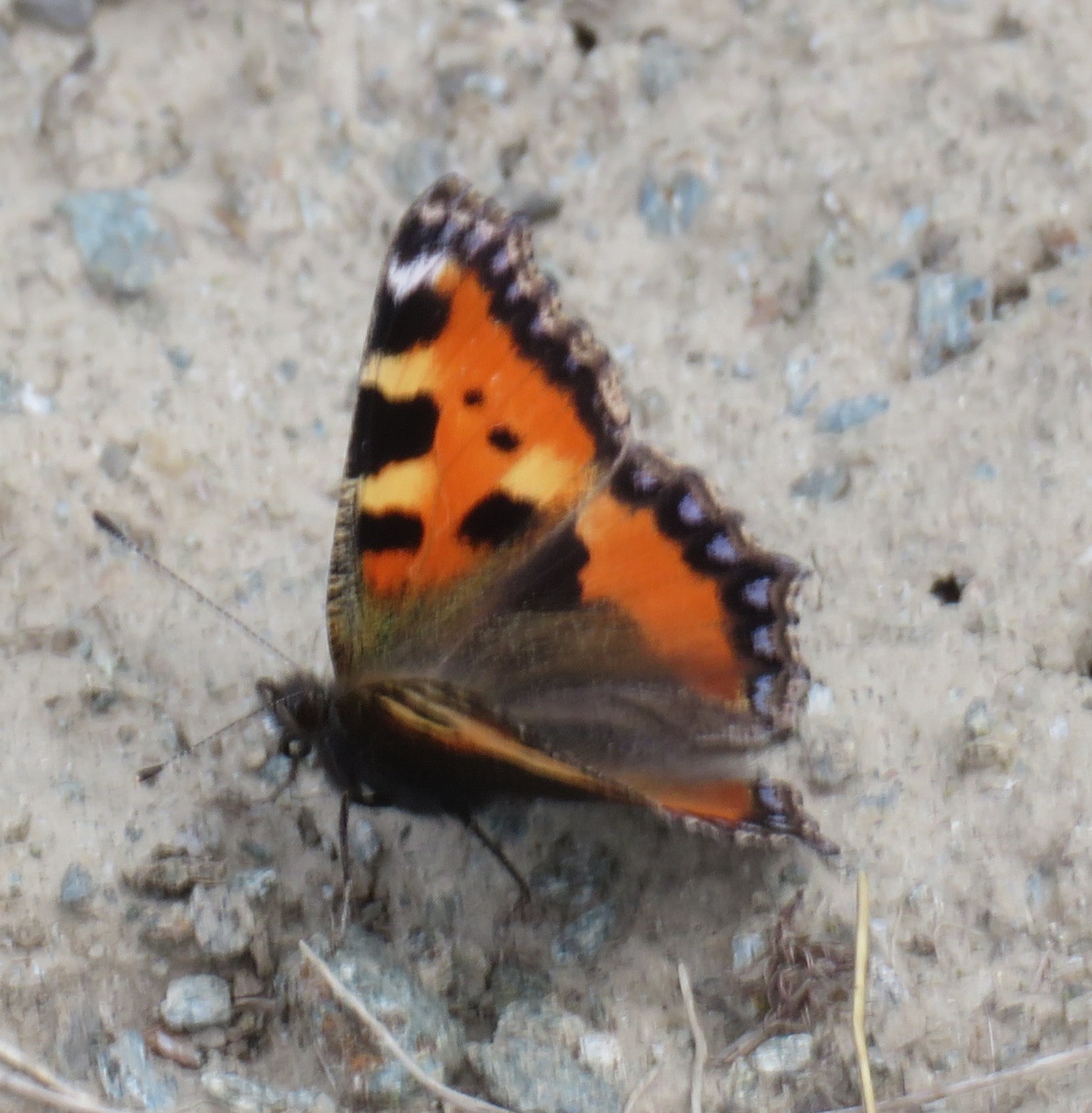 Alps Butterfly: Small Tortoiseshel
