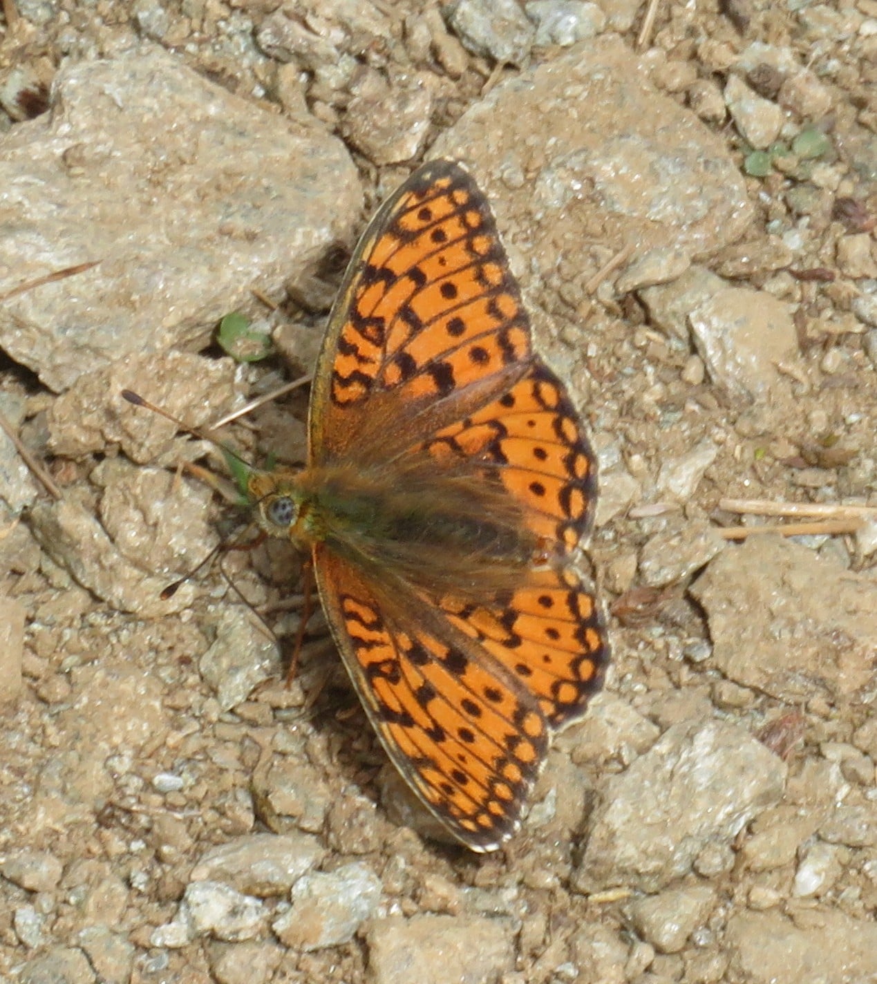 Alps Butterfly: Dark Green Fritillary