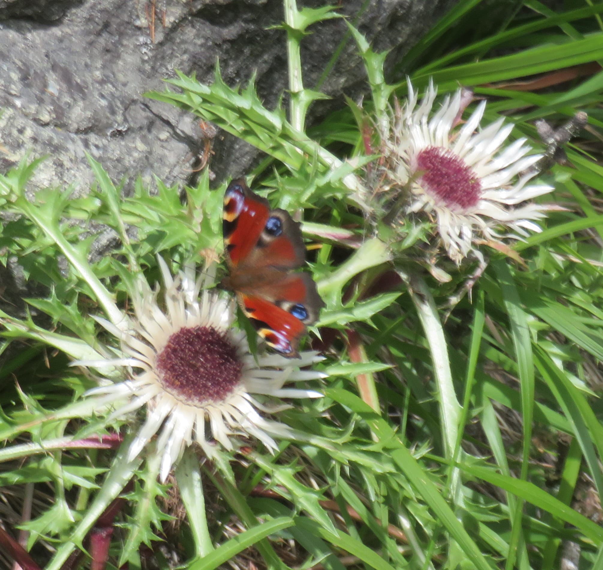 Alps Butterfly: Peacock