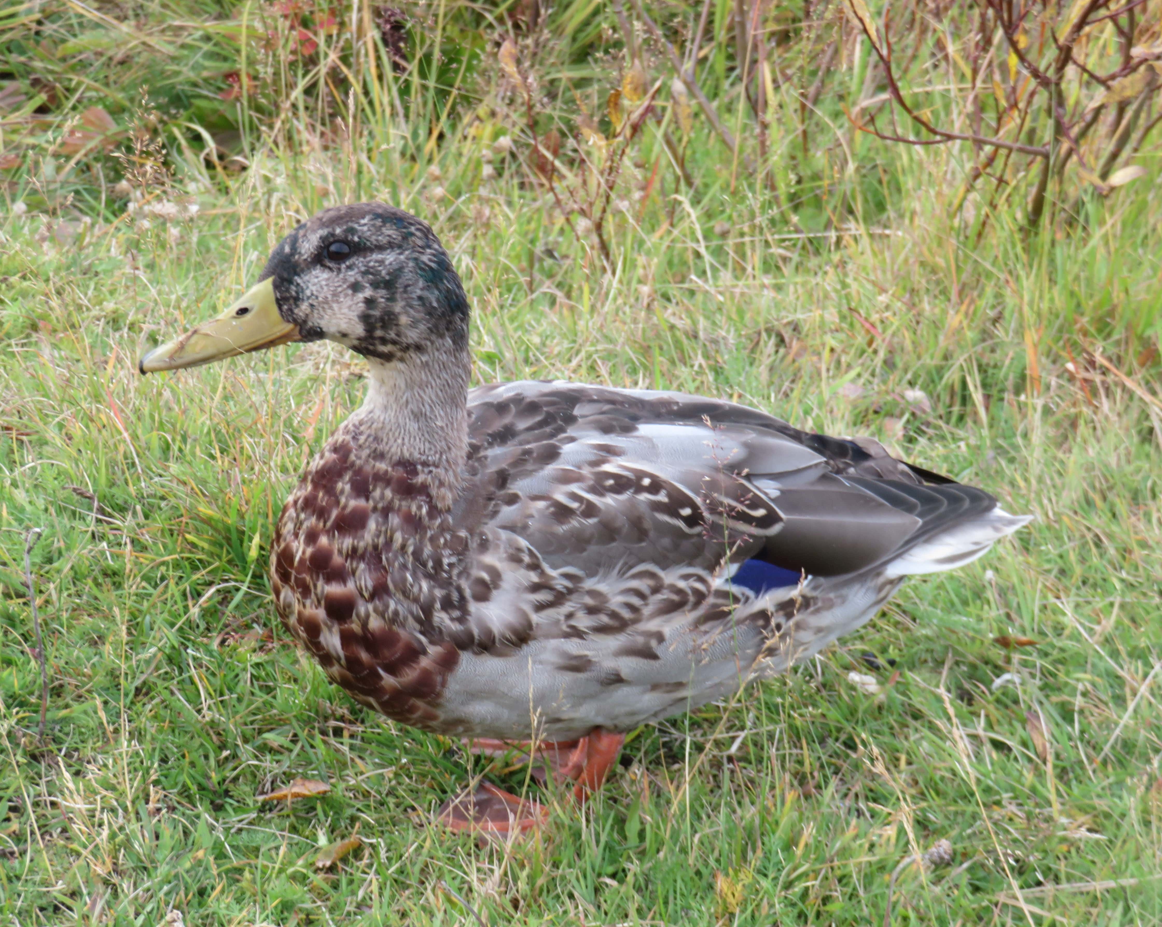 Duck at the Bird Museum