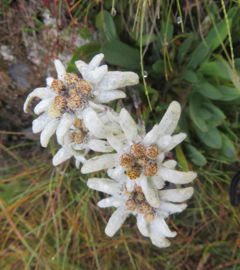 We saw pretty but rare Edleweiss on the trail.