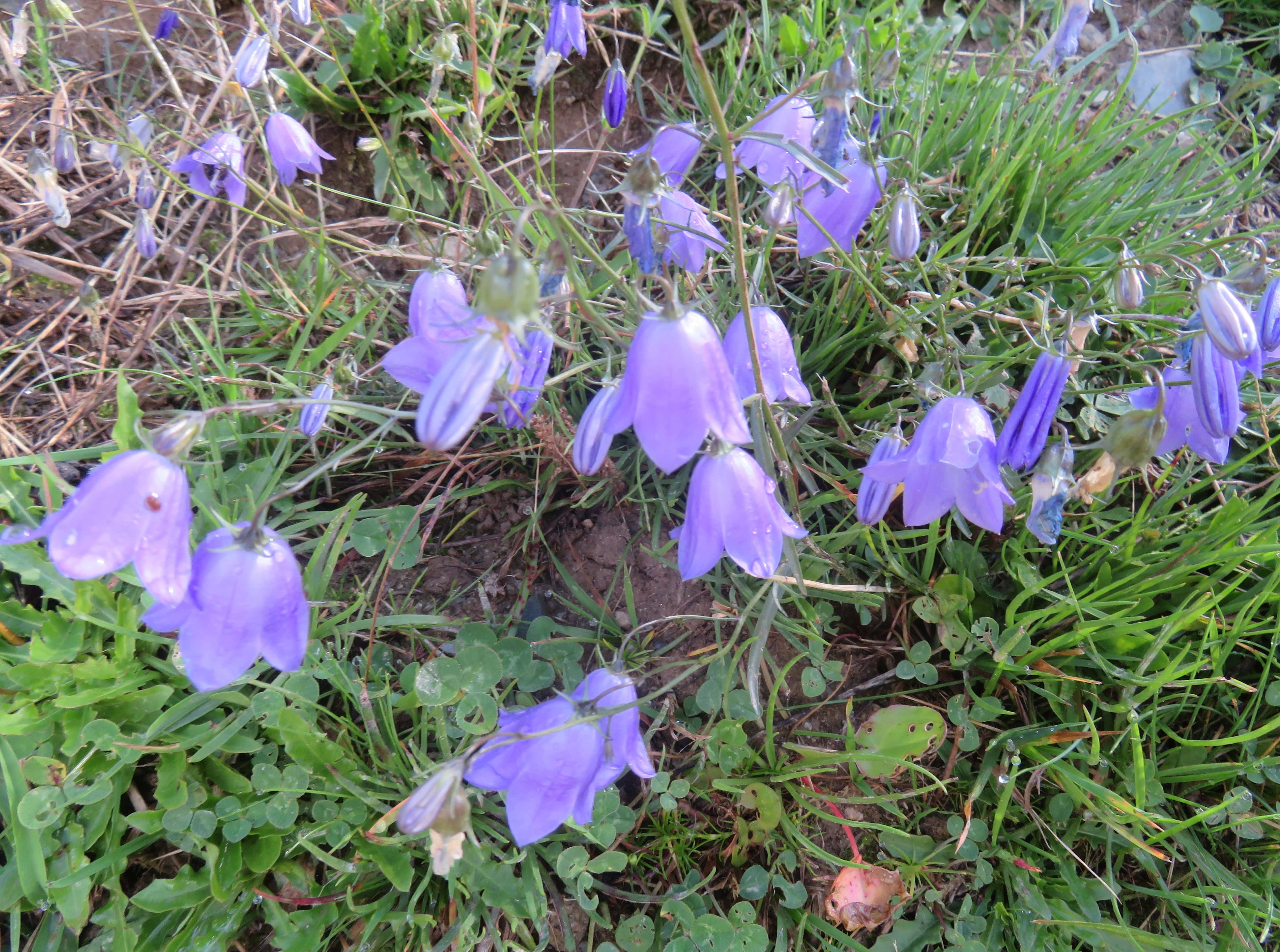Purple bell flowers