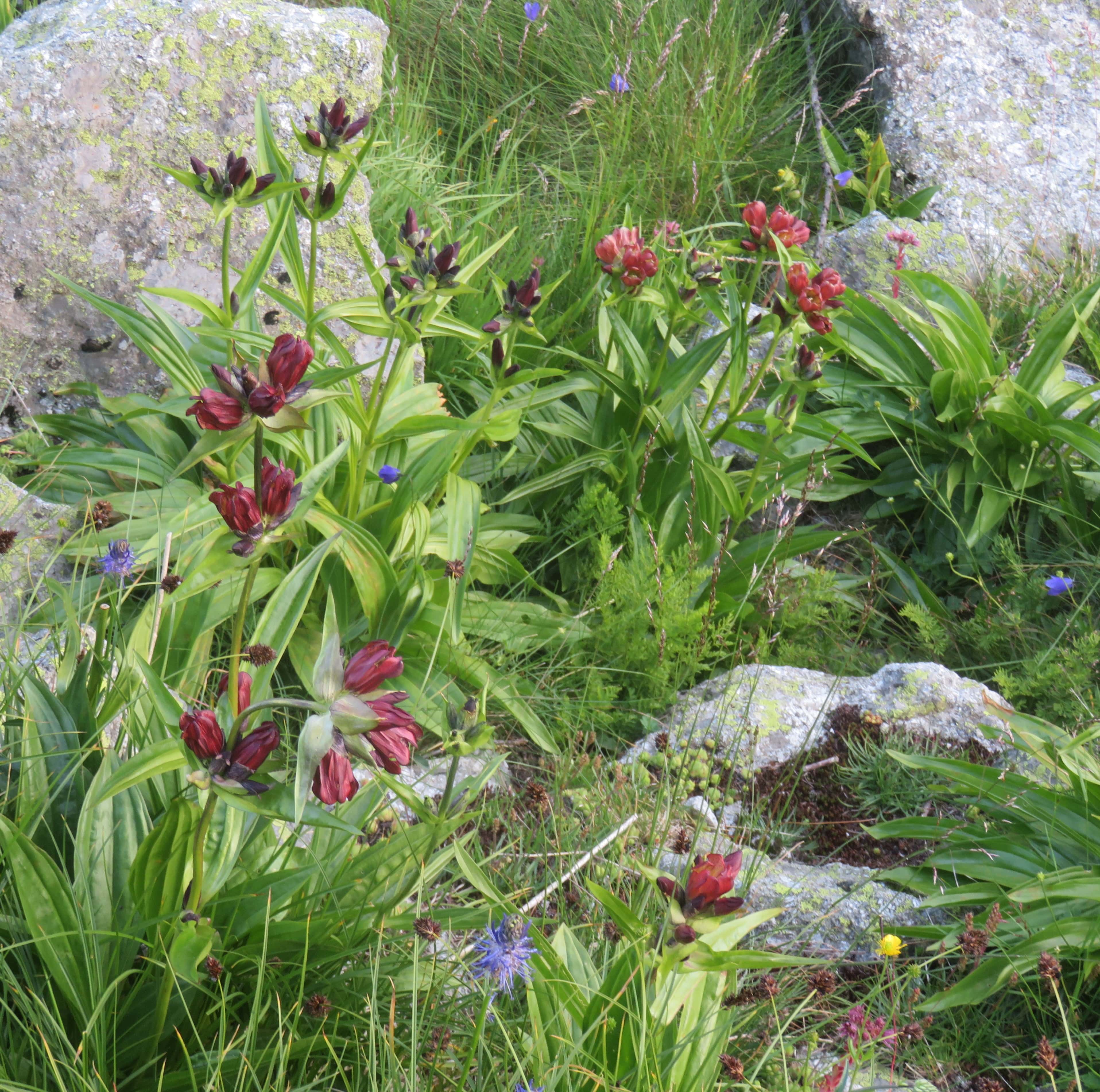 More beautiful wildflowers on the trail