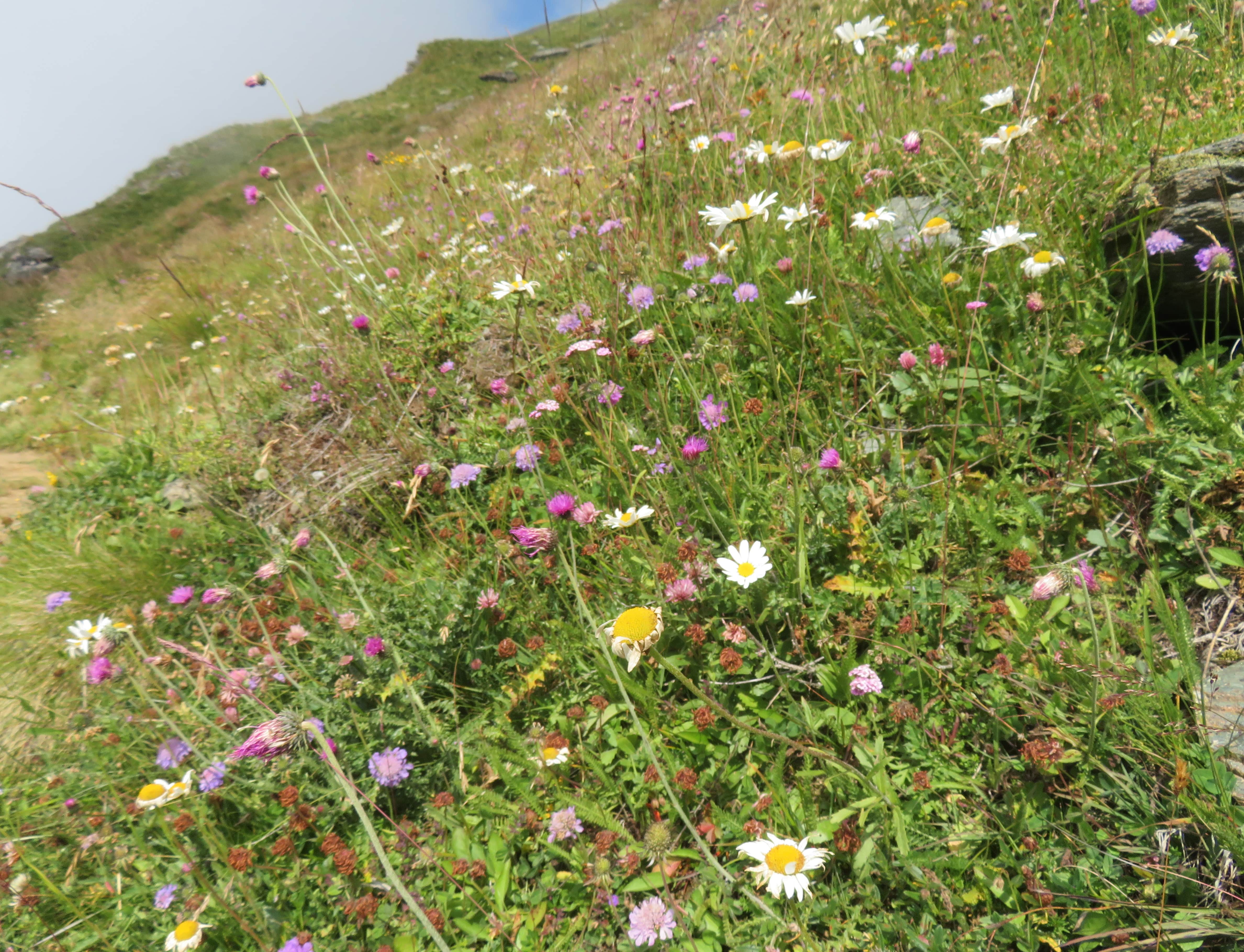 Field dotted with many colorful wildflowers
