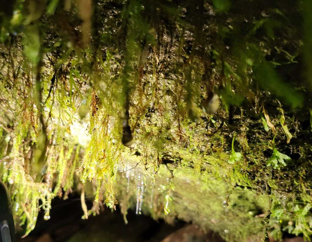 Glowworms inside a tree trunk