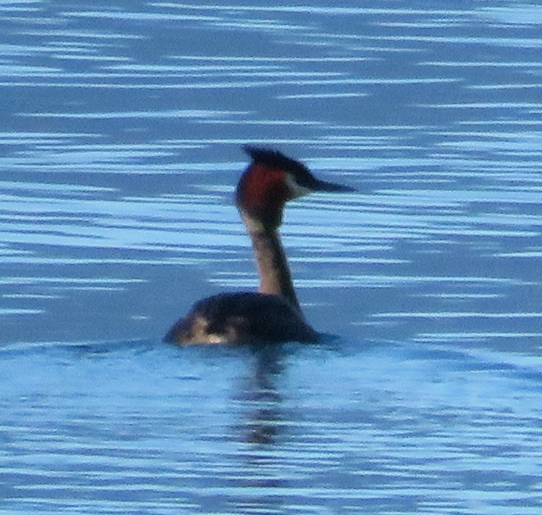 Crested Grebe