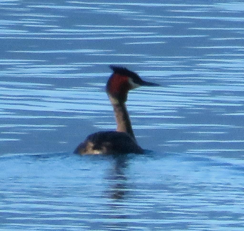 Crested Grebe