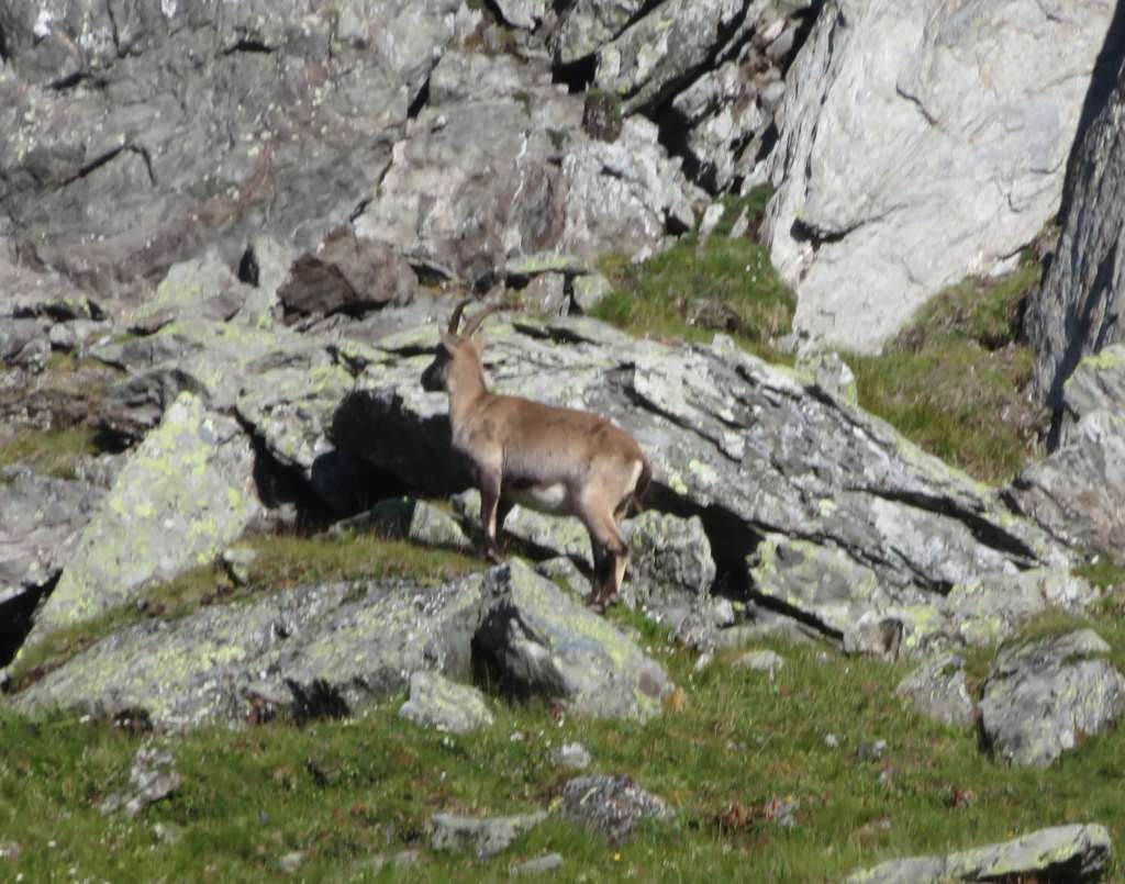 The ibex refused to face us