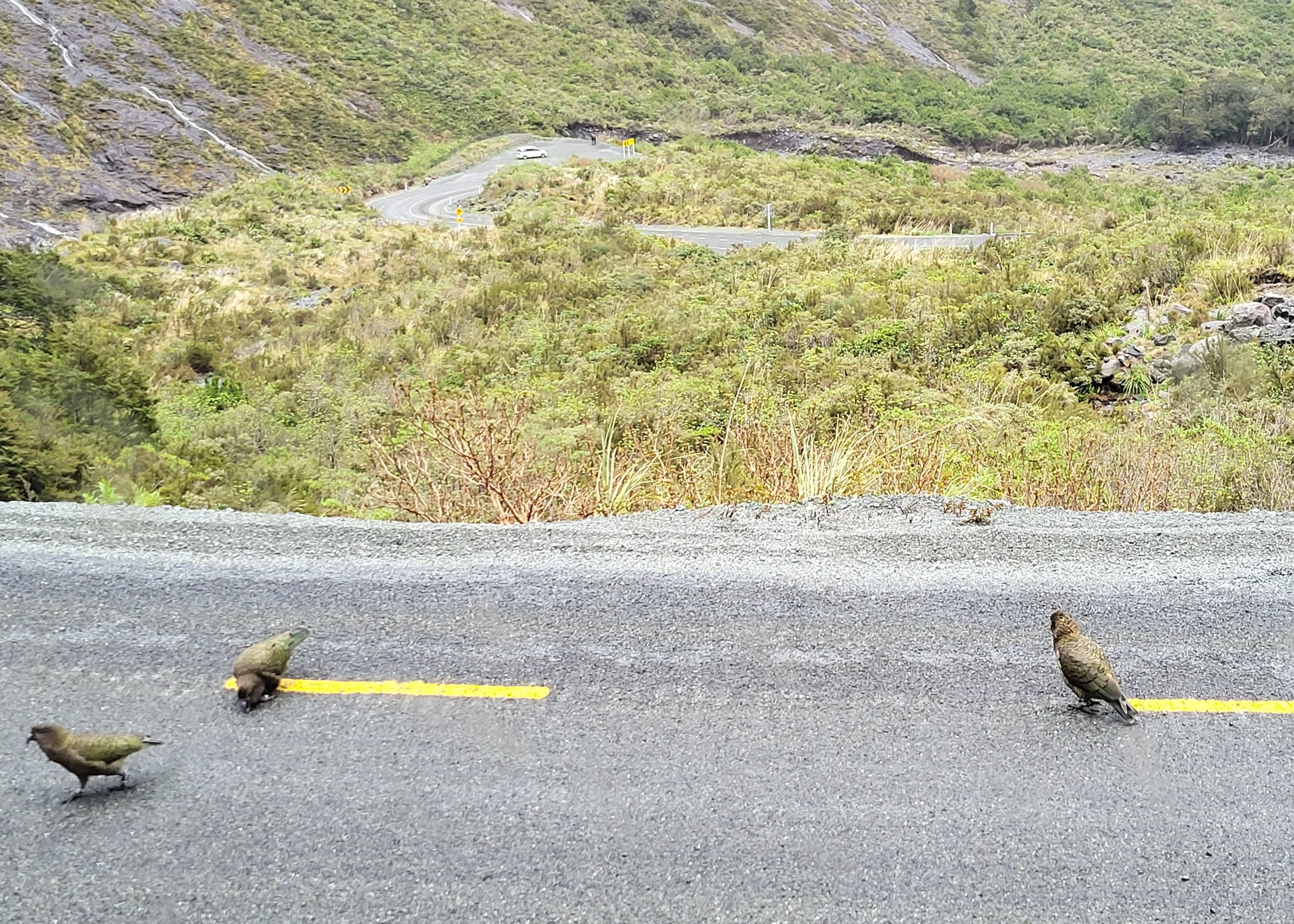 Three Keas on the road
