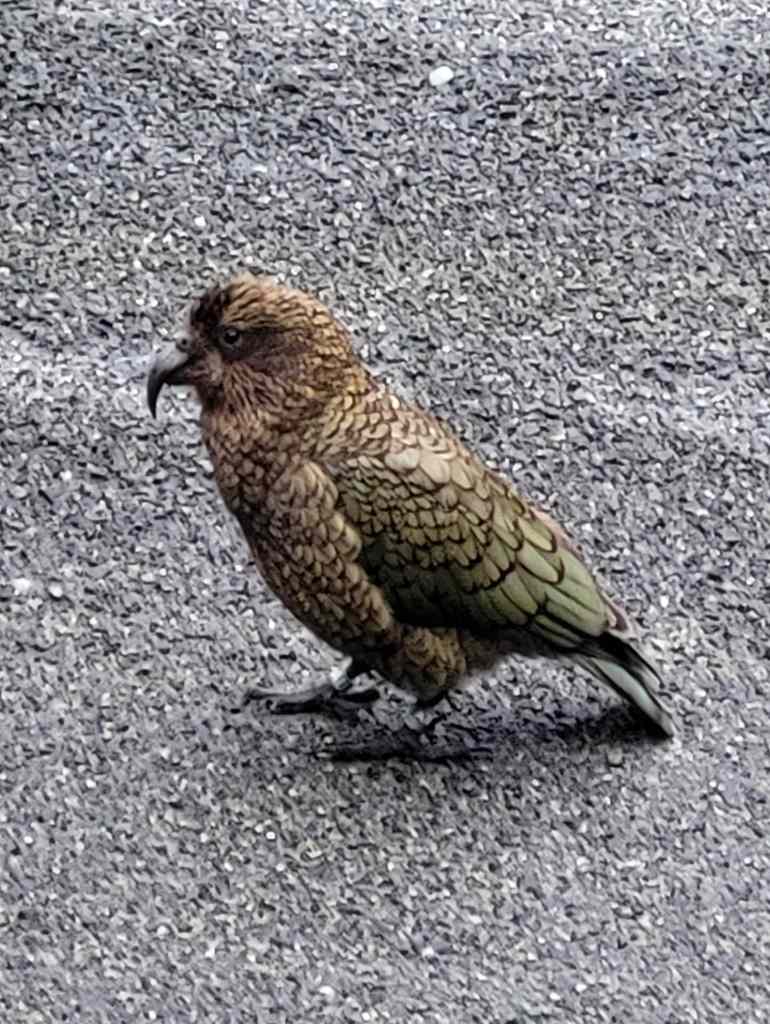 Closer look of a Kea