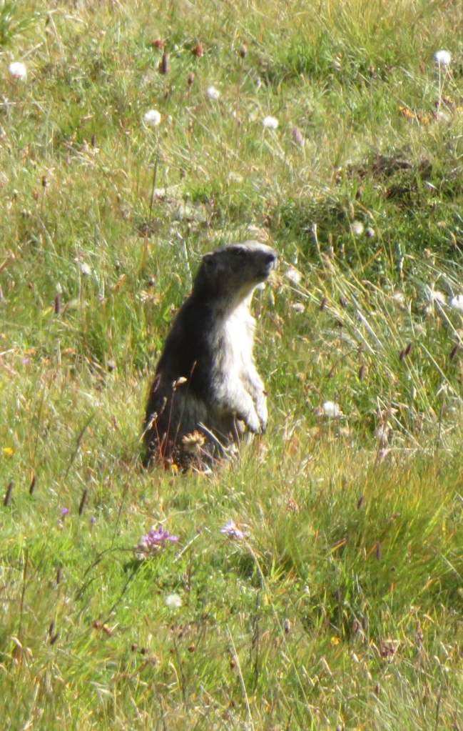 We saw several marmots while hiking along Lac des Dix.