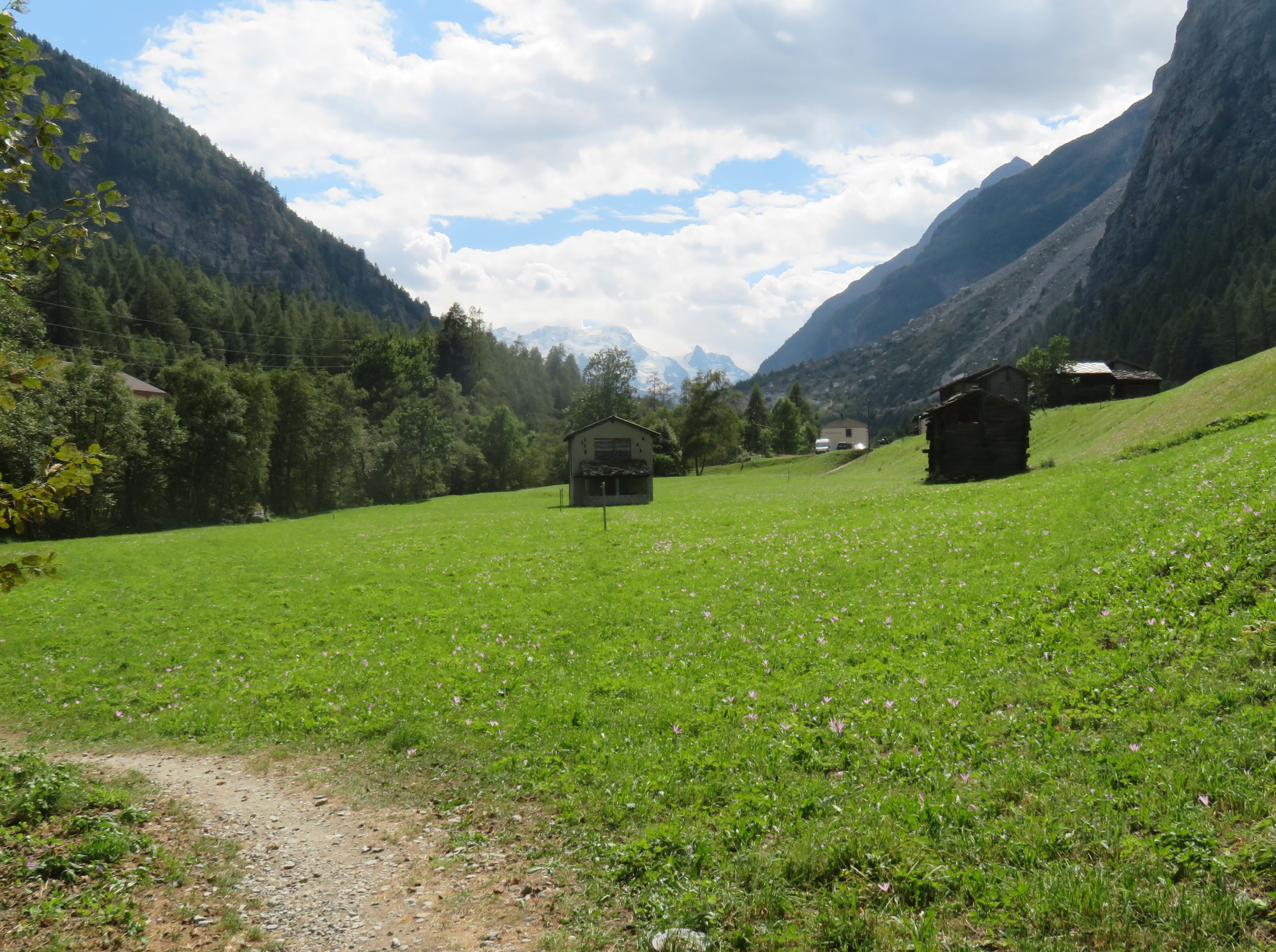 Pretty pink flowers dotted the meadow.