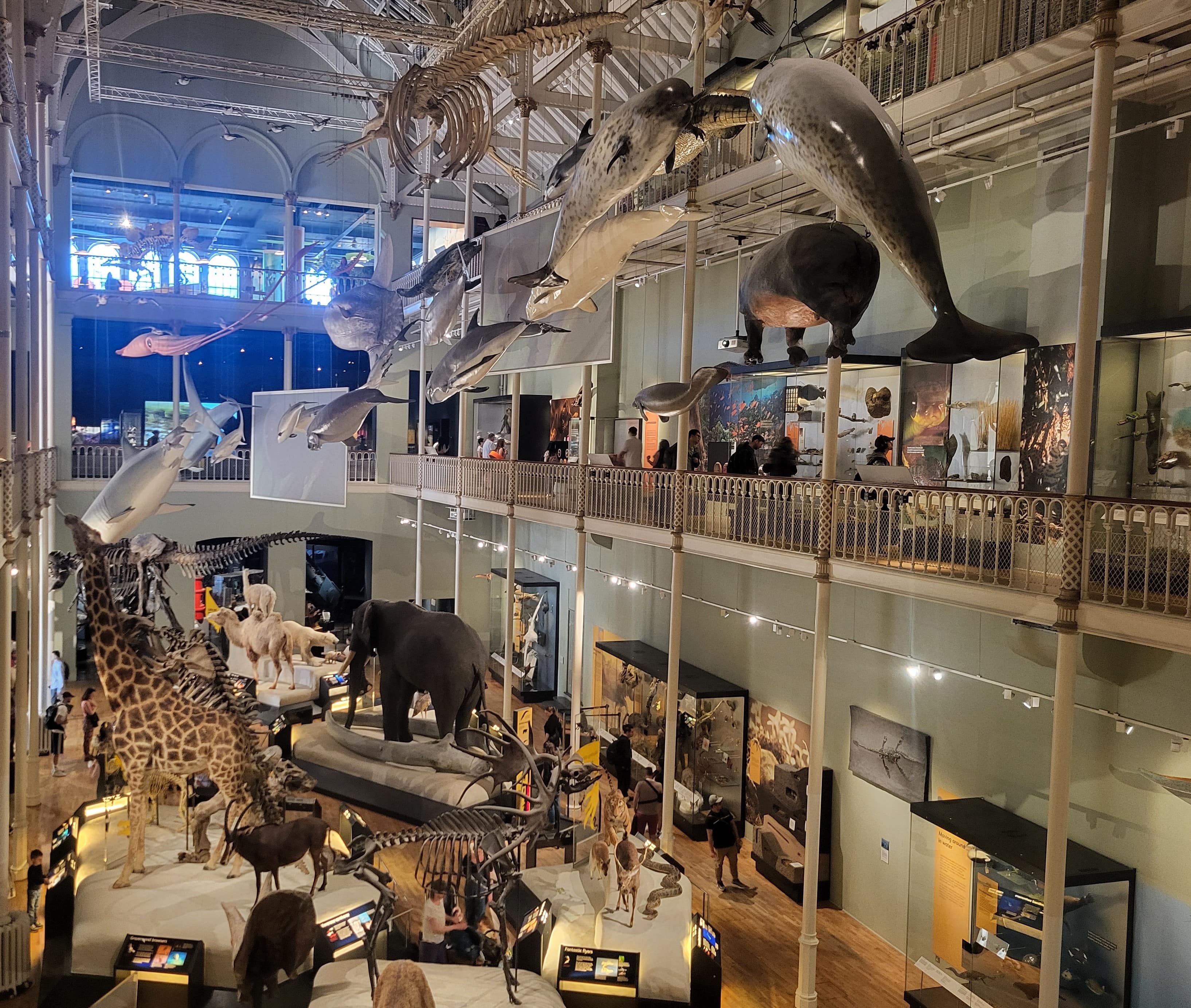 Grand Gallery of National Museum of Scotland