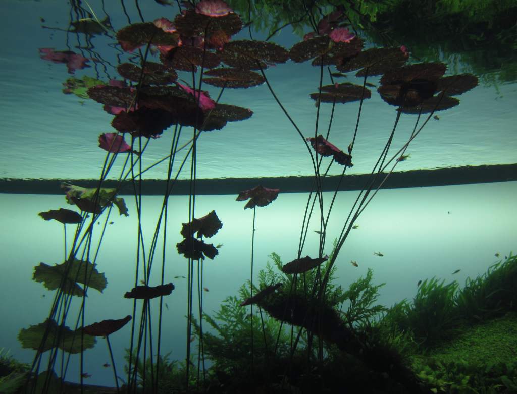 Special Display inside Oceanario