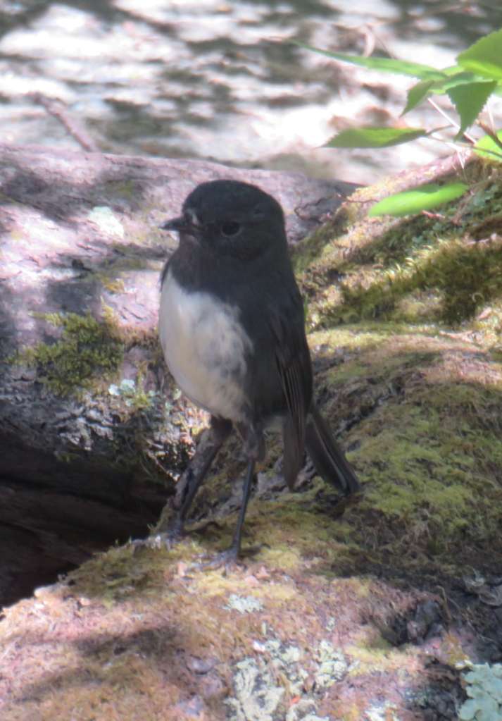 Bush Robin