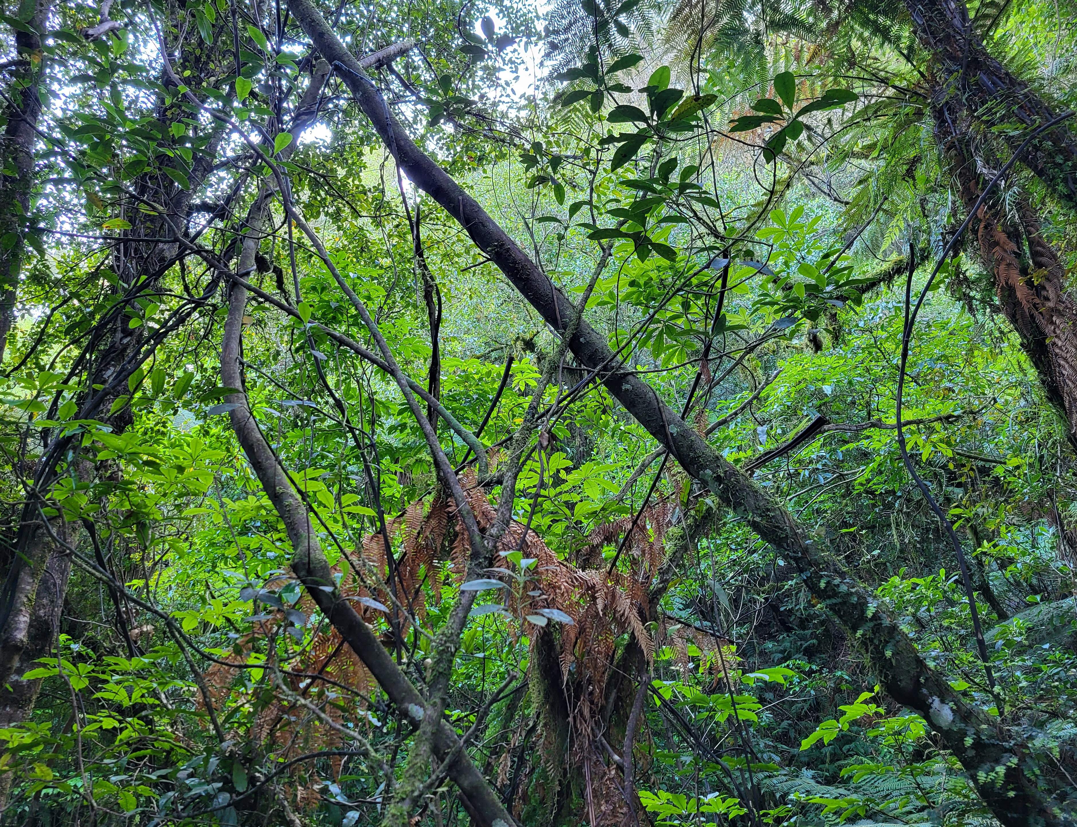 Lush rainforest view