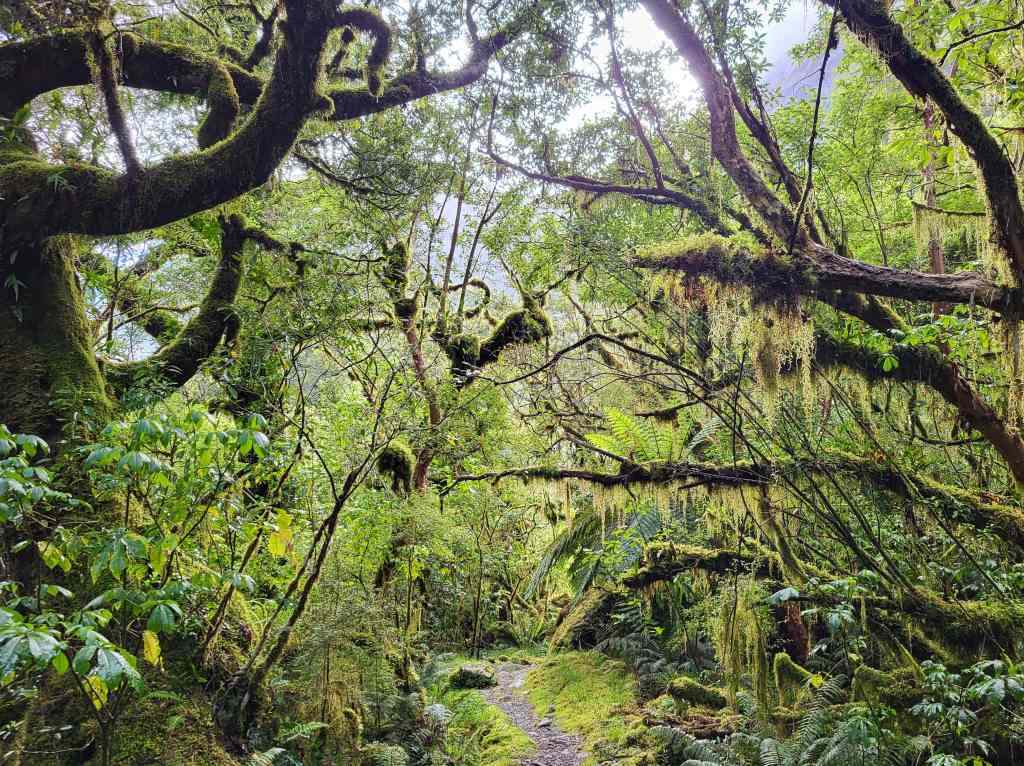 Lush rainforest trail
