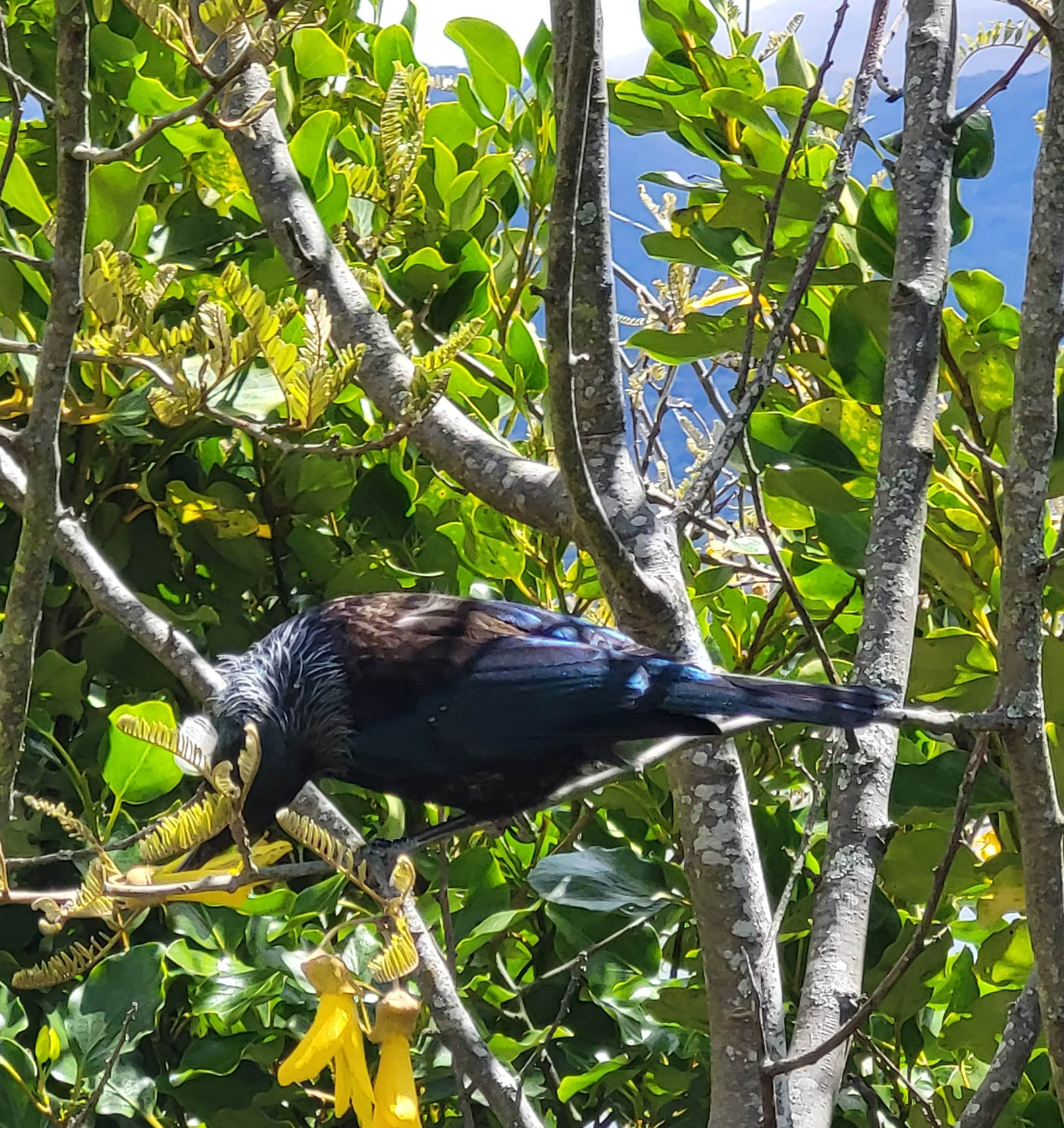 Blue Tui