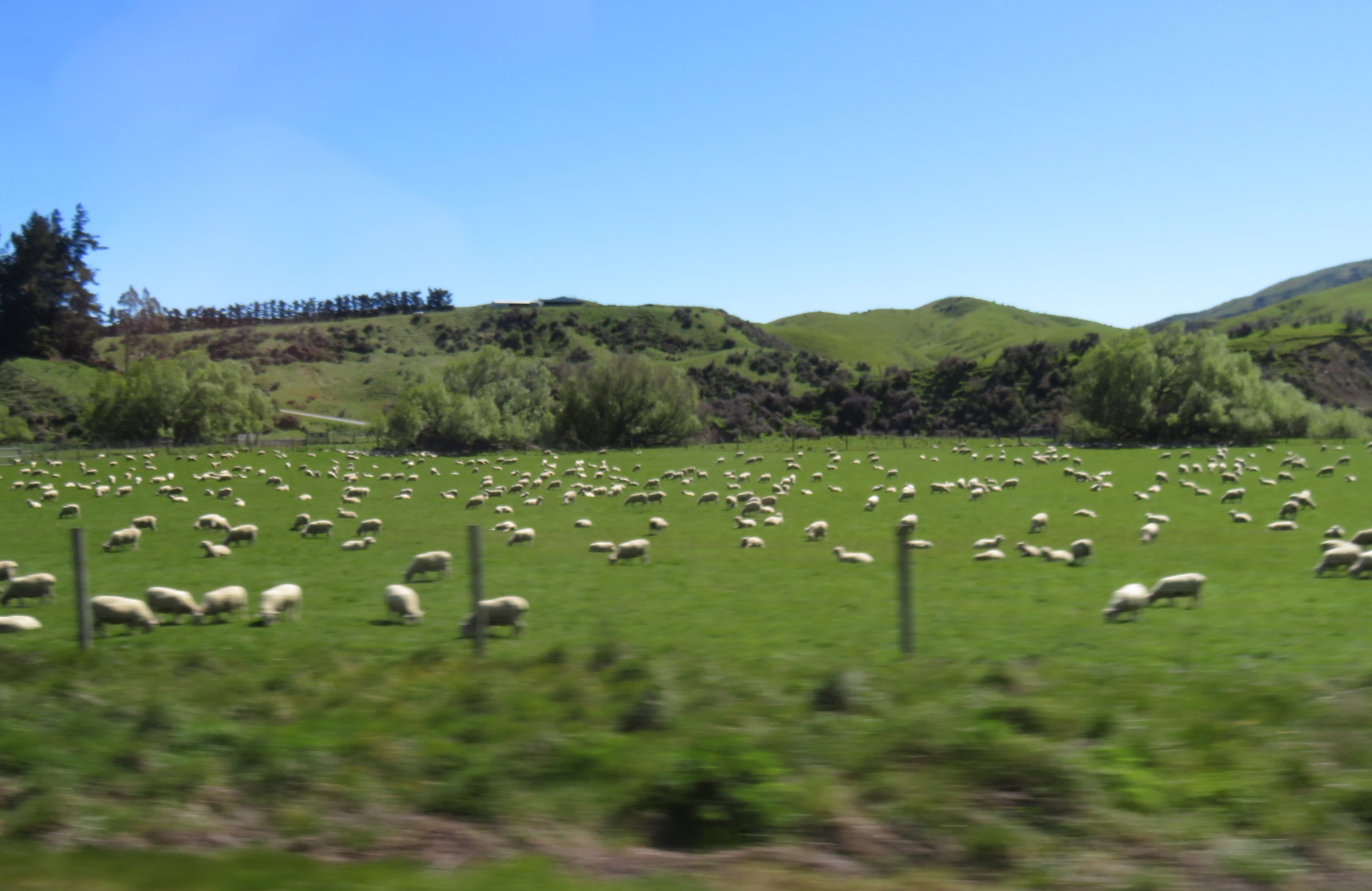 Lots of sheep!