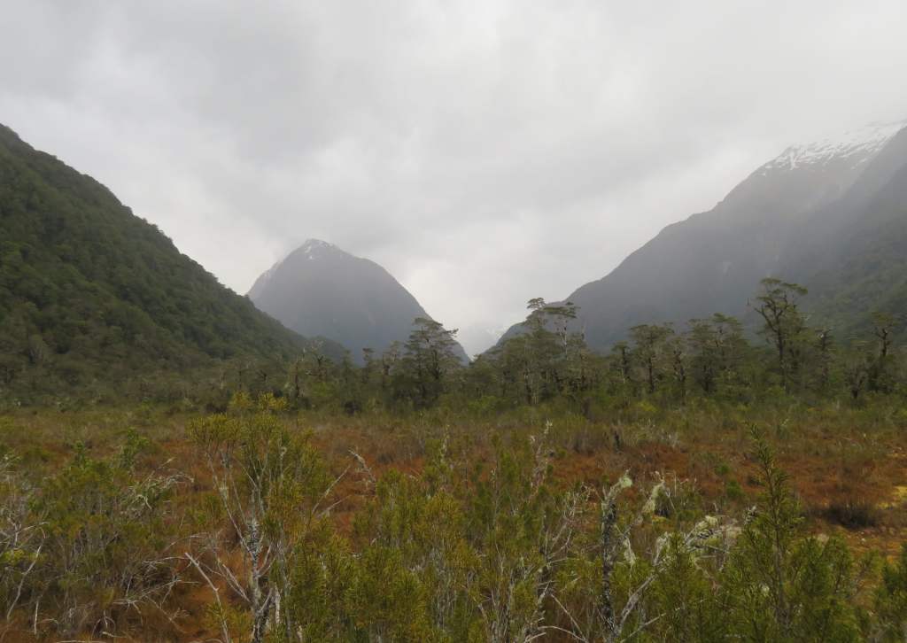 Mountain view from the wetland