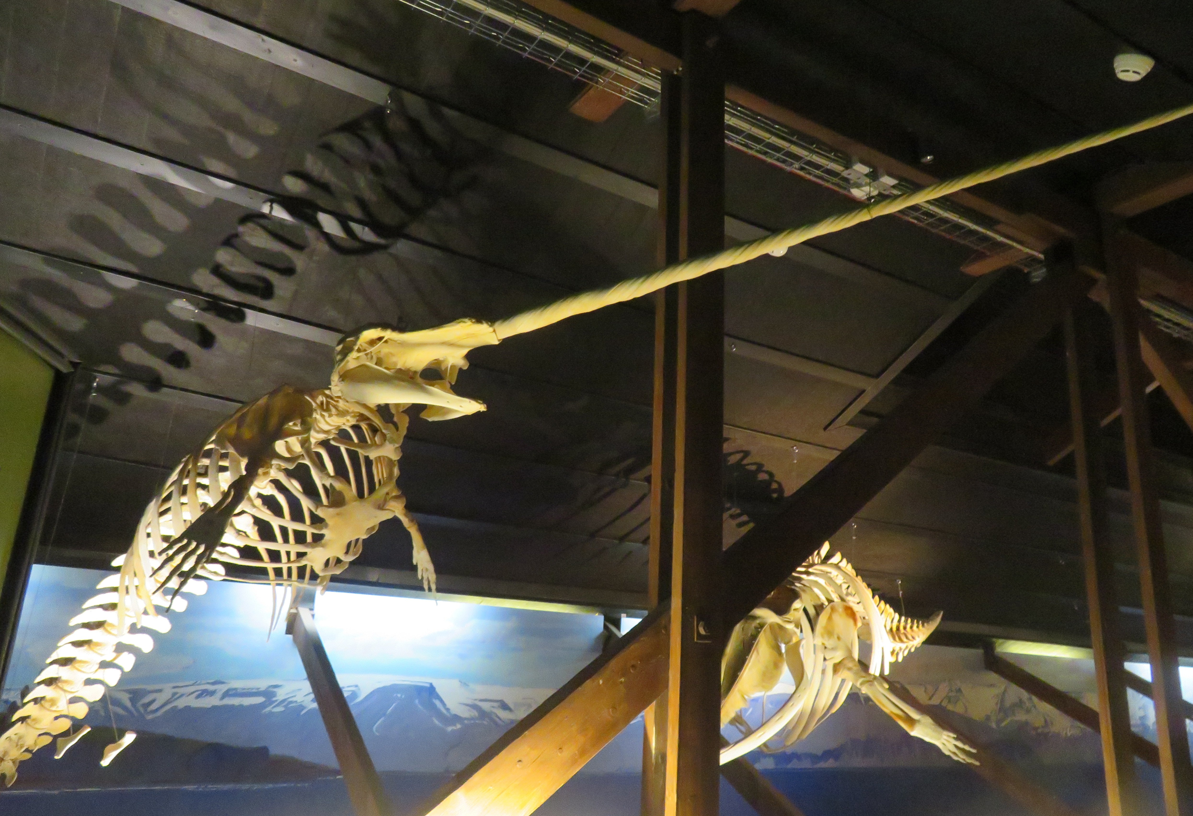 Narwhal skeleton in the Whale Museum