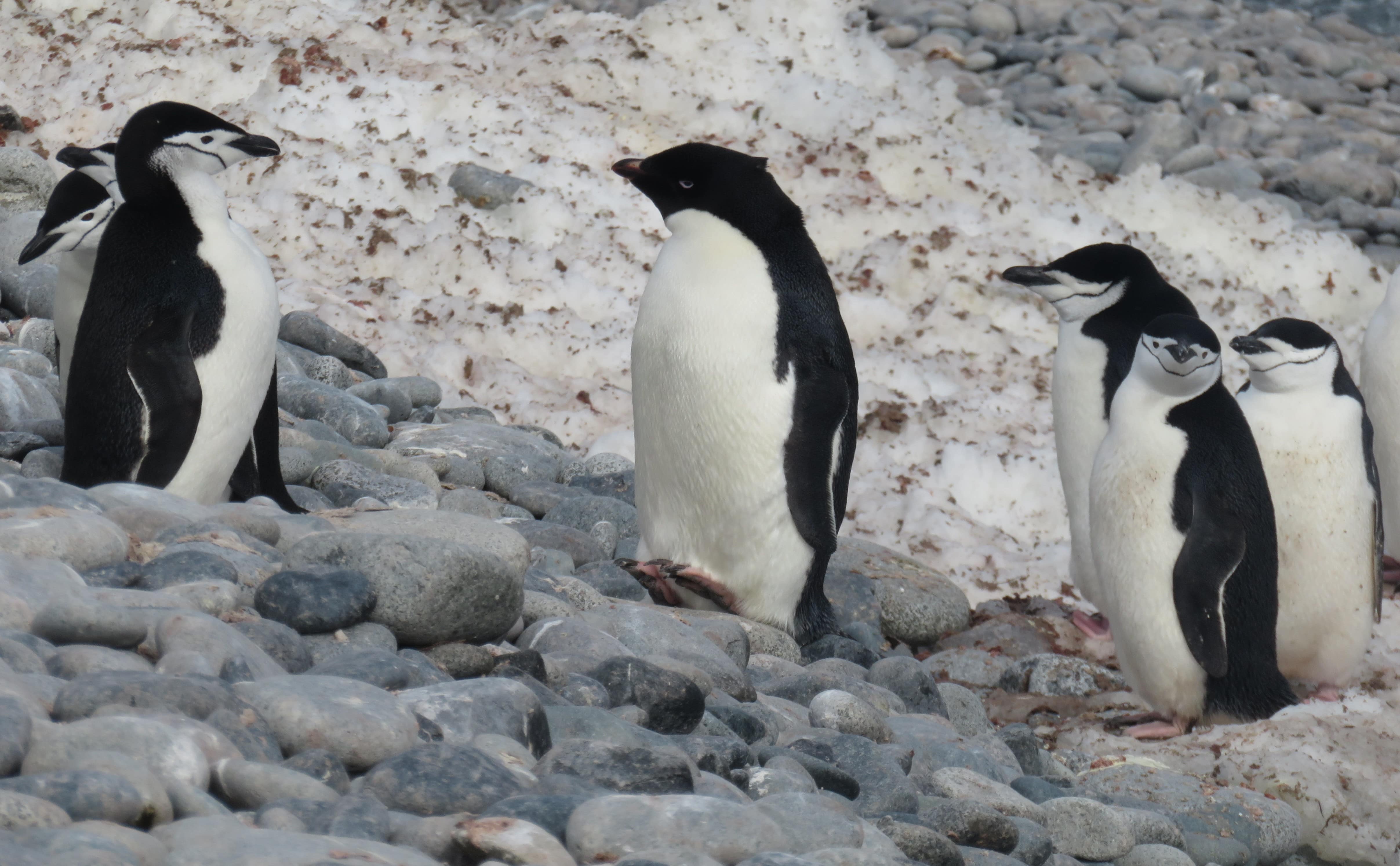 Adélie penguin among Chinstrap penguins