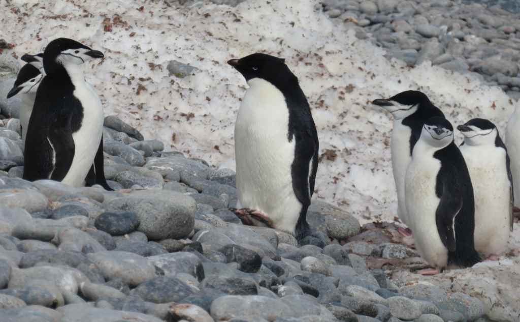 Adélie penguin among Chinstrap penguins
