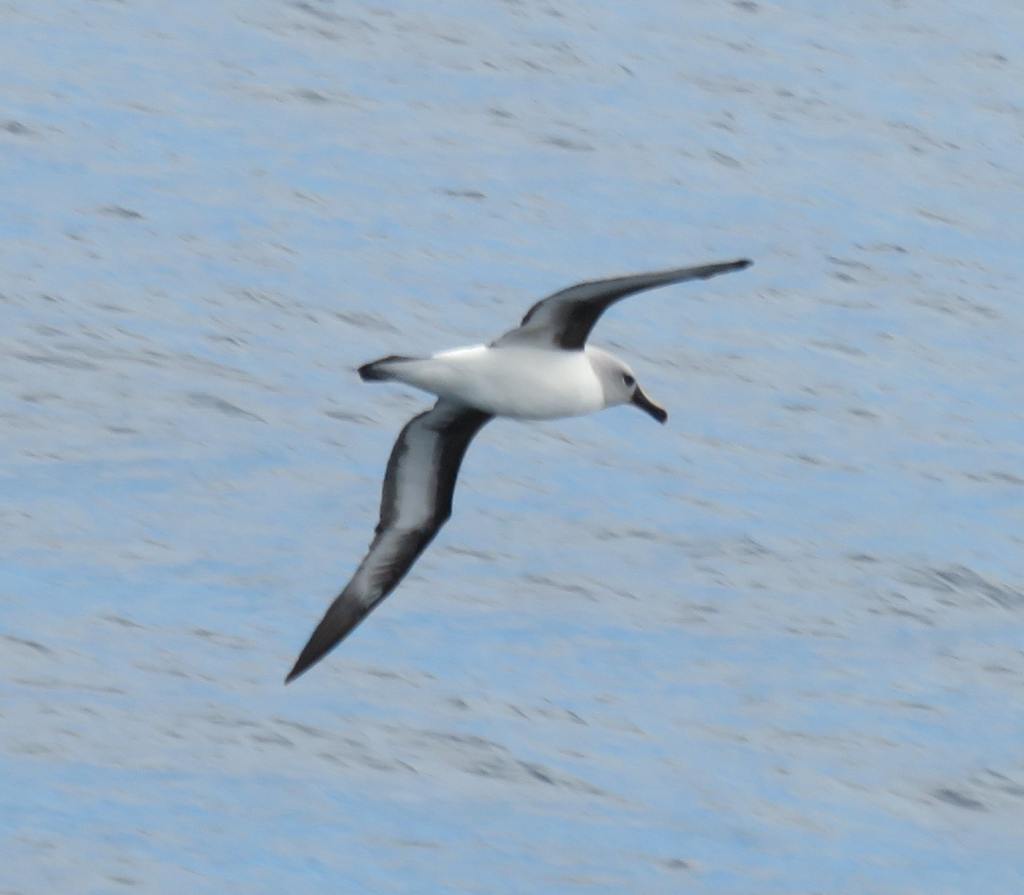 Gray Headed Albatross