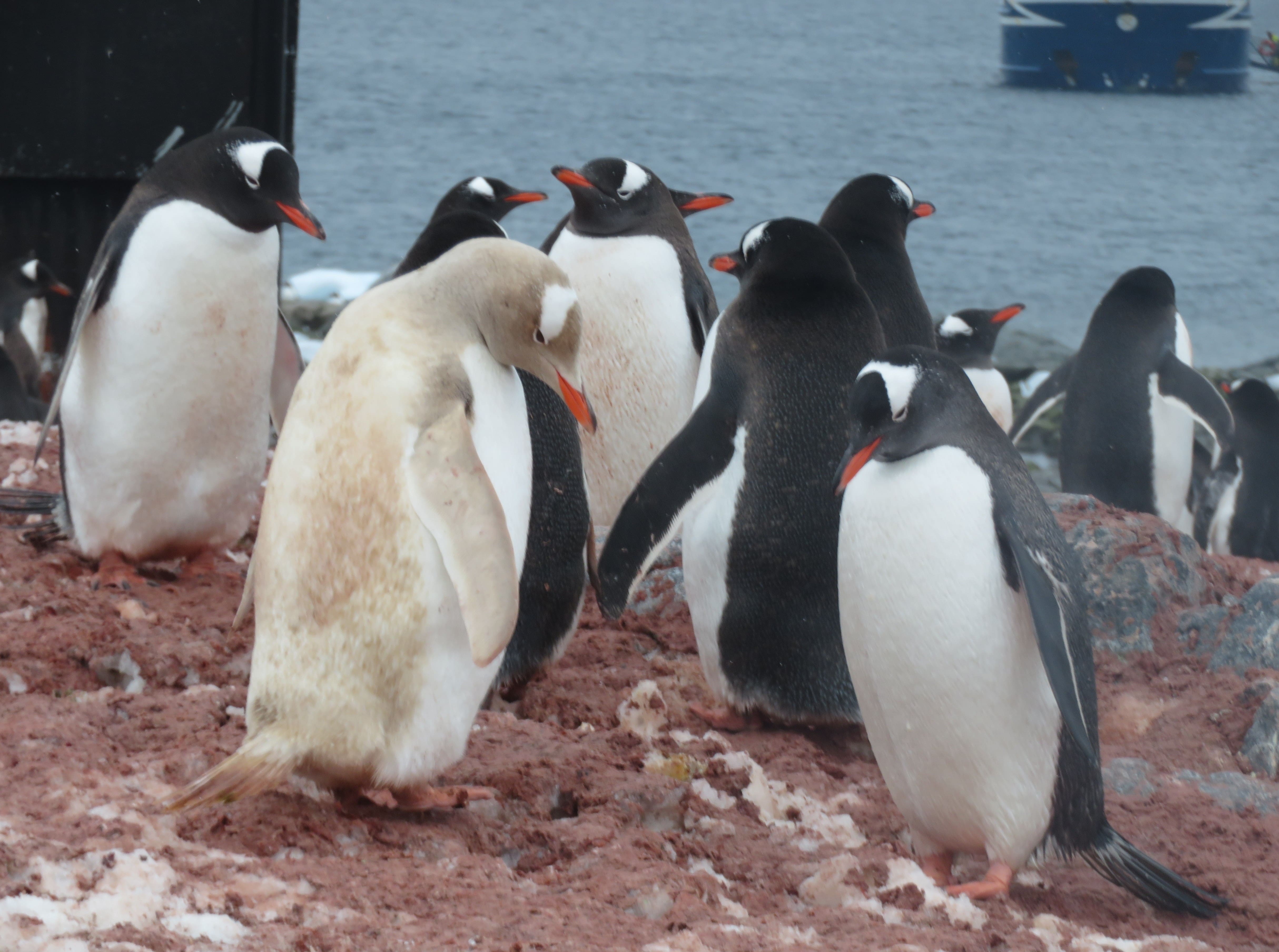 A very rare Albino penguin