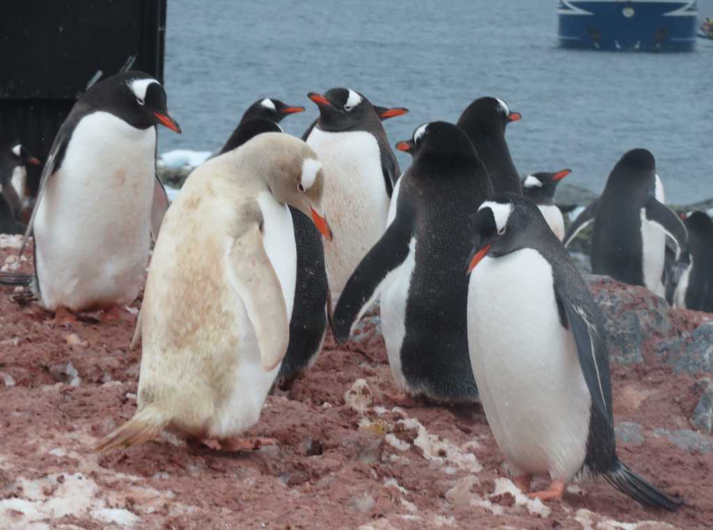 A very rare Albino penguin