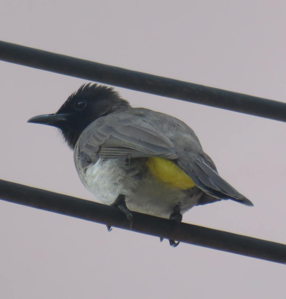 Common Bulbul