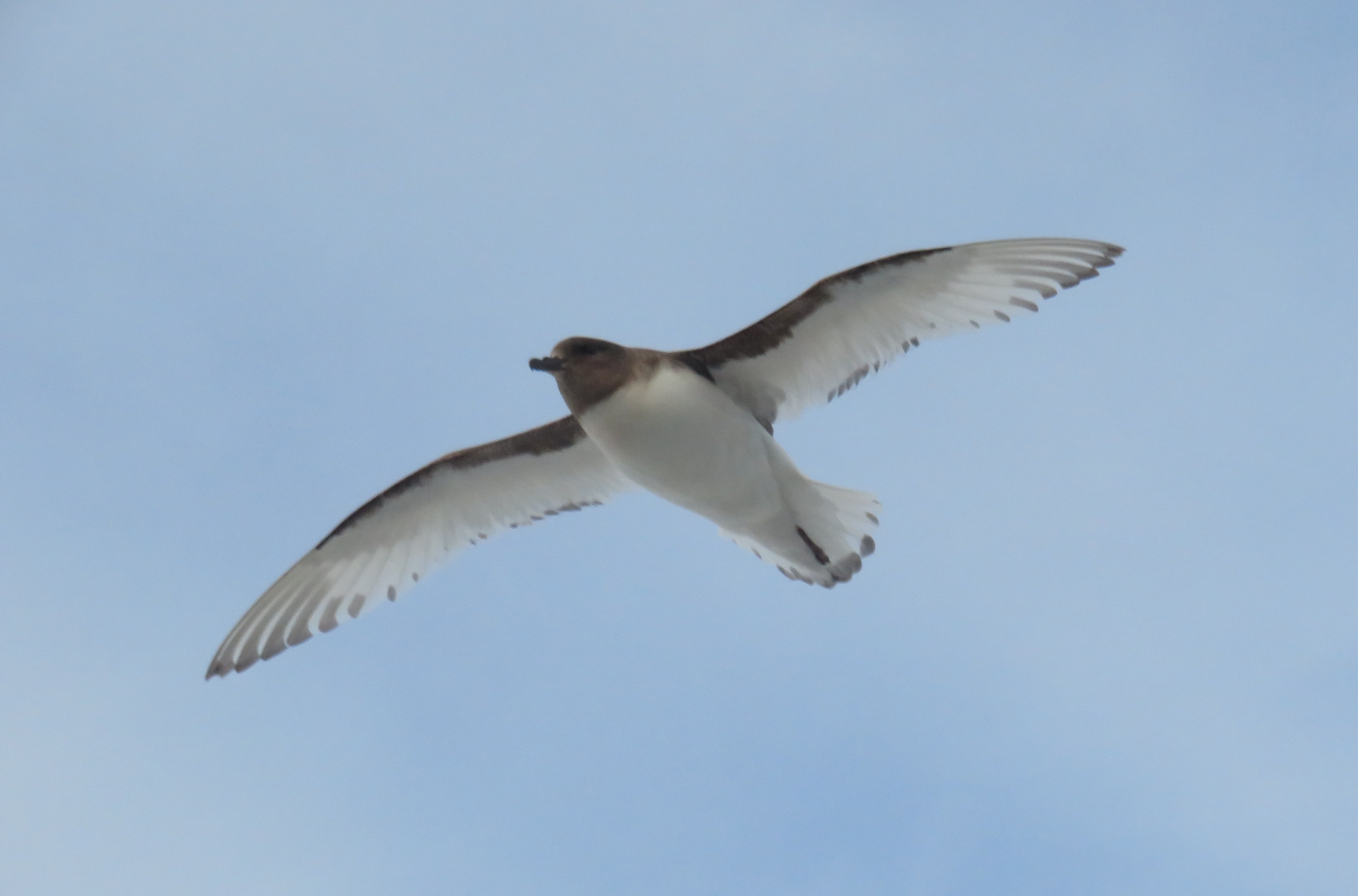 I took lots of bird photos.