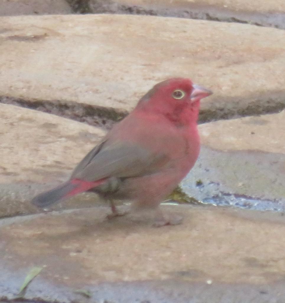 Red-Billed Firefinch on the garden floor