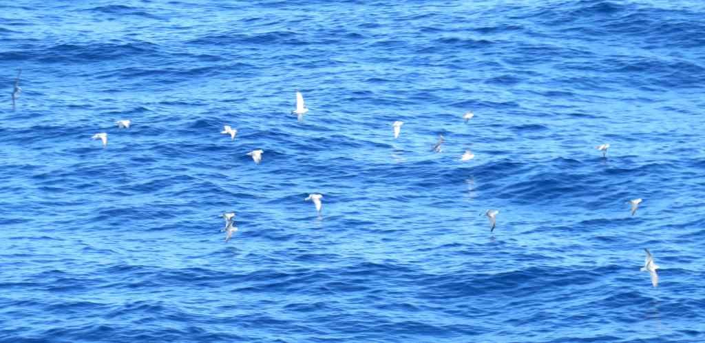 Many birds flying over the Drake Passage