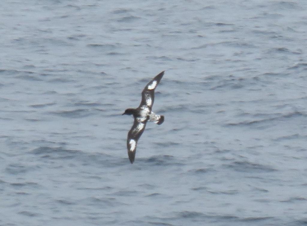 There were lots of Cape Petrels, and they were really pretty!