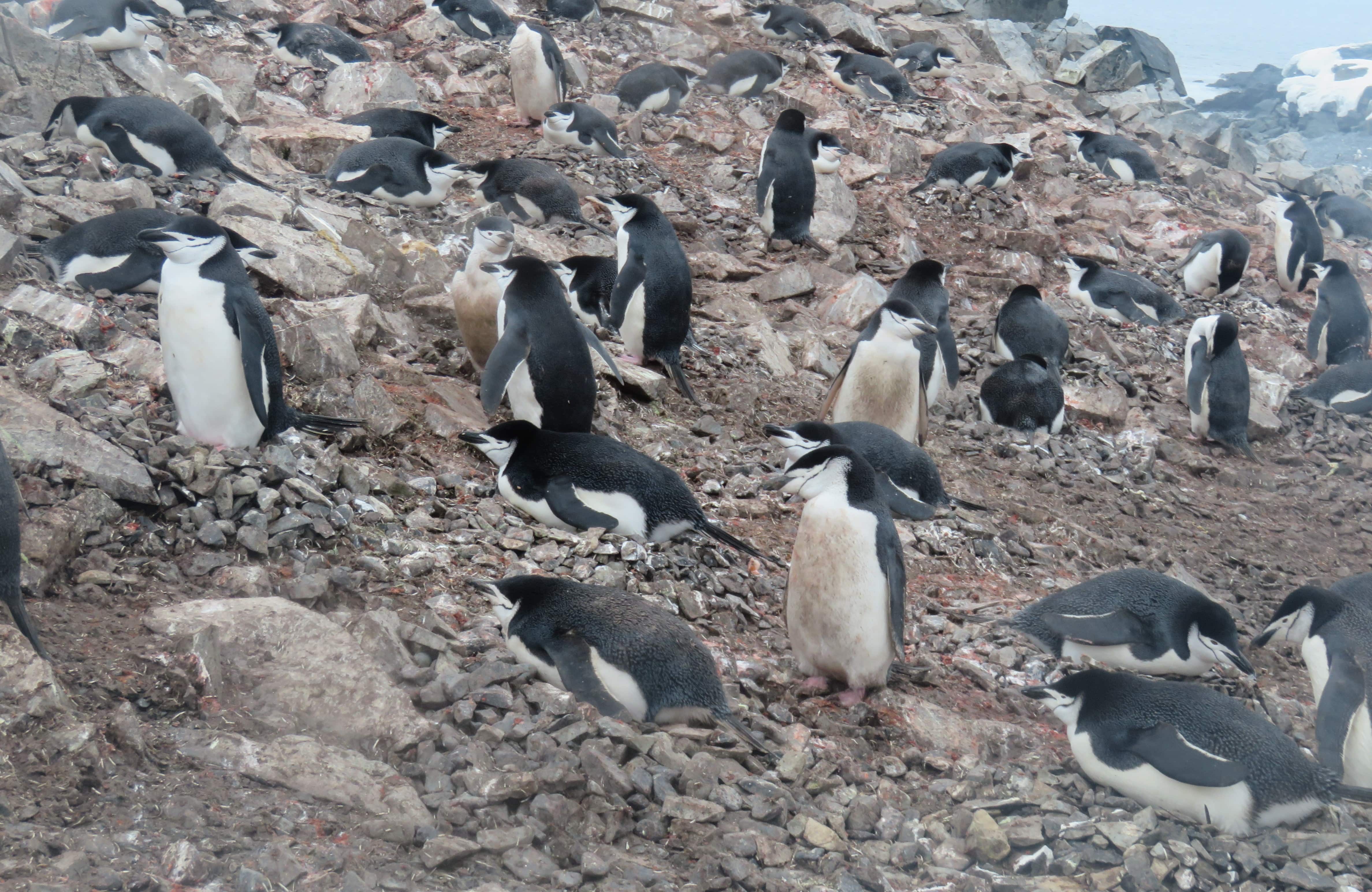 There were a lot of Chinstrap penguins on the Half Moon Island.