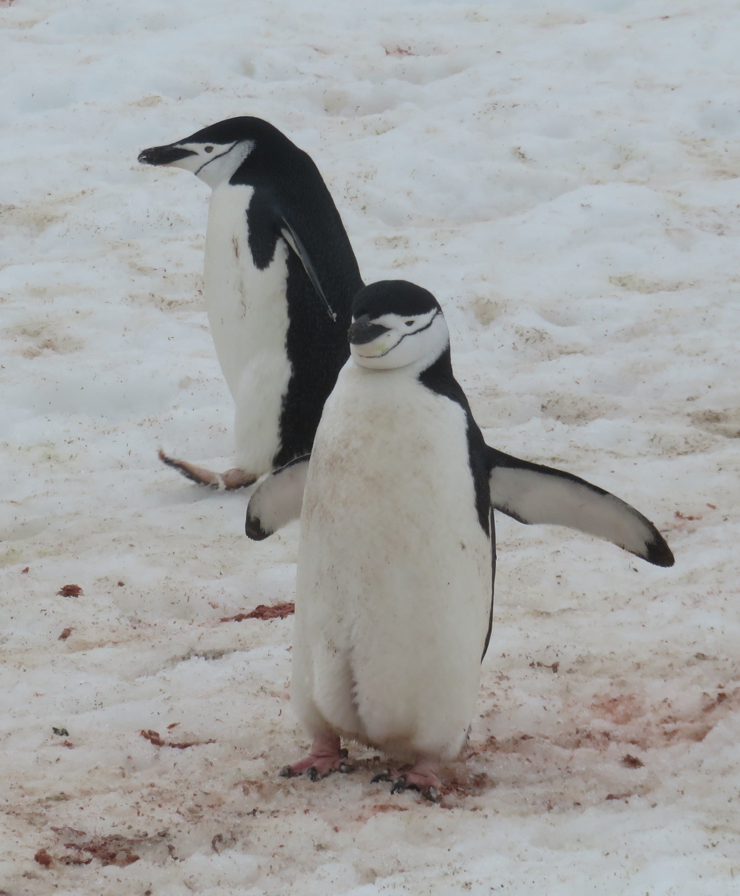 Two Chinstrap penguins walking around