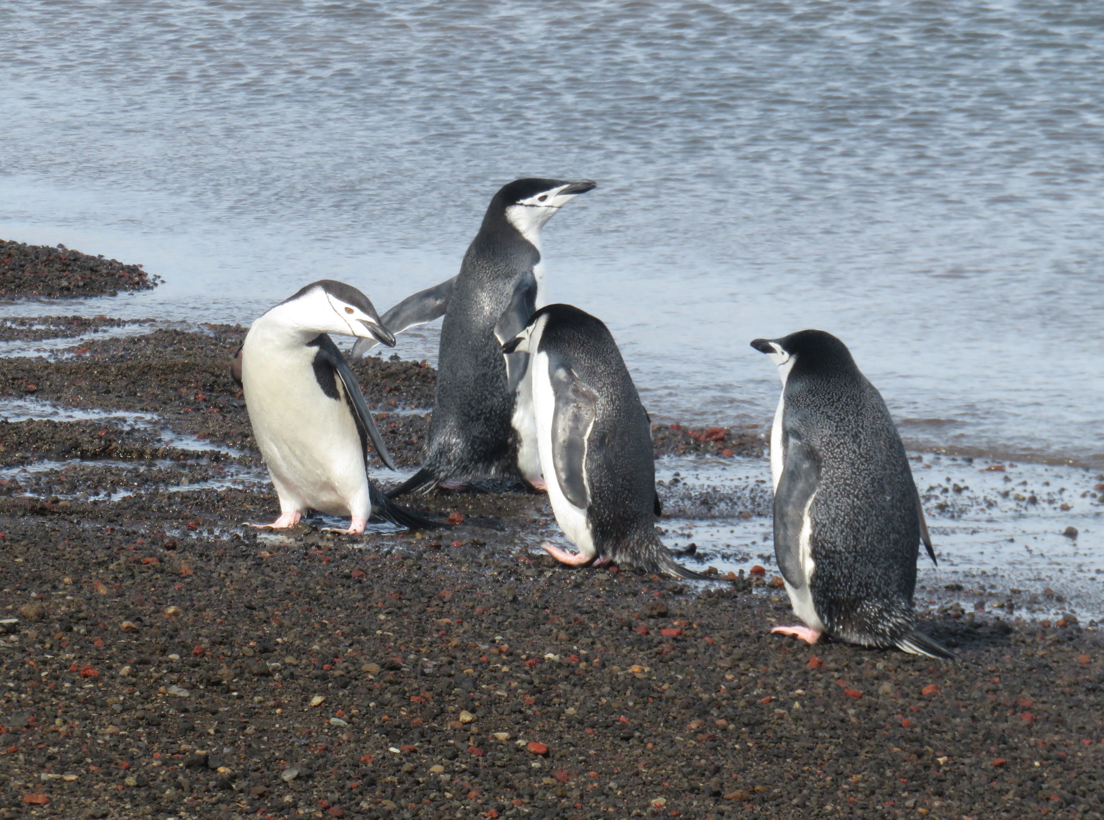 We saw four Chinstrap penguins frolicking on the beach.